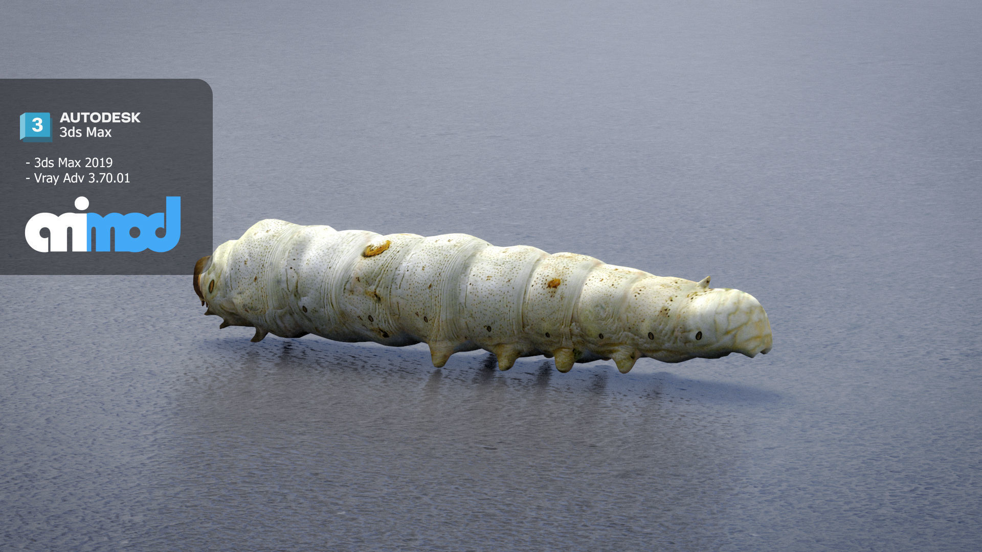 Silkworm 3D model_4