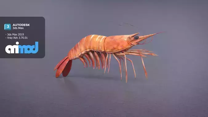 Cooked Shrimp