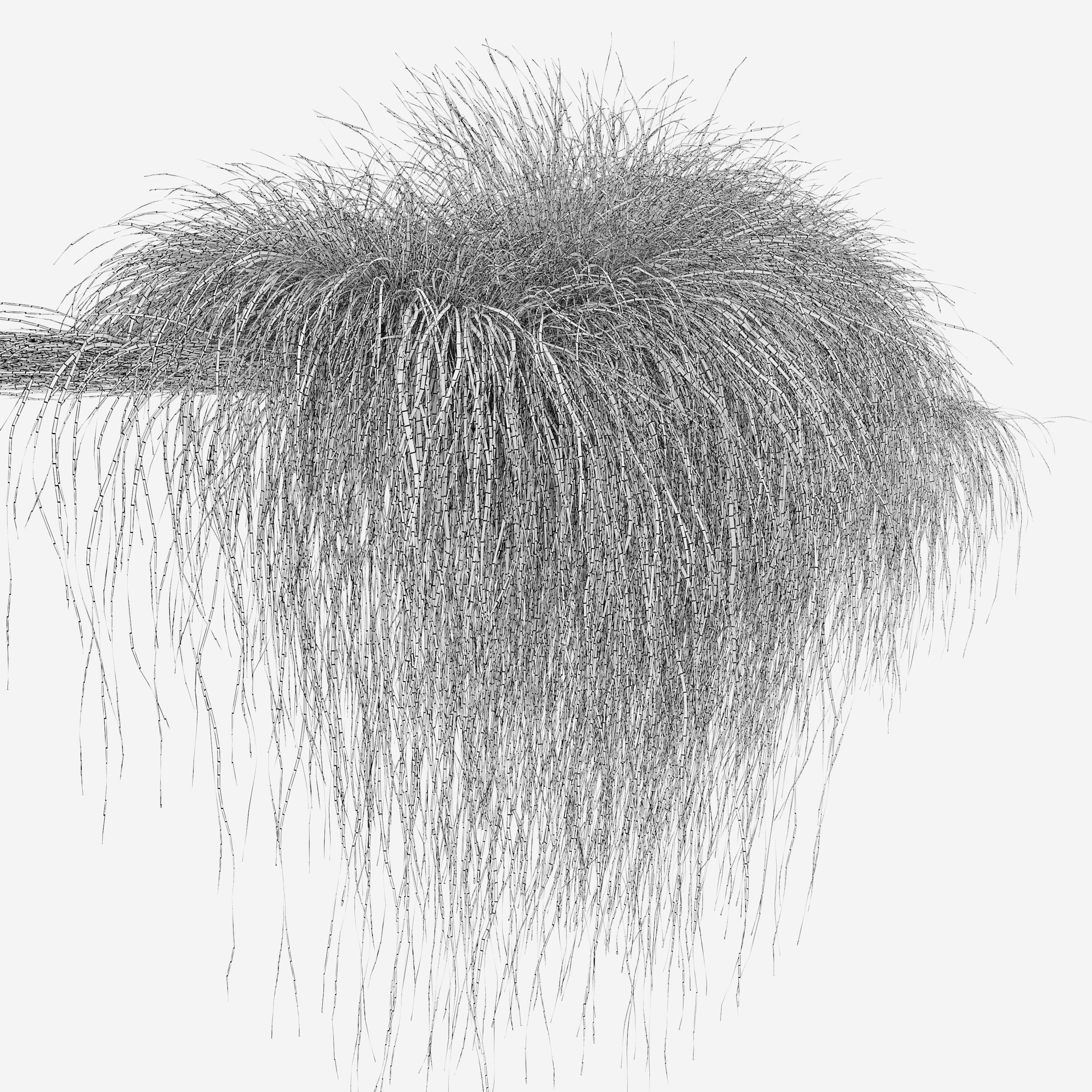 Carex paniculate 3D model_4