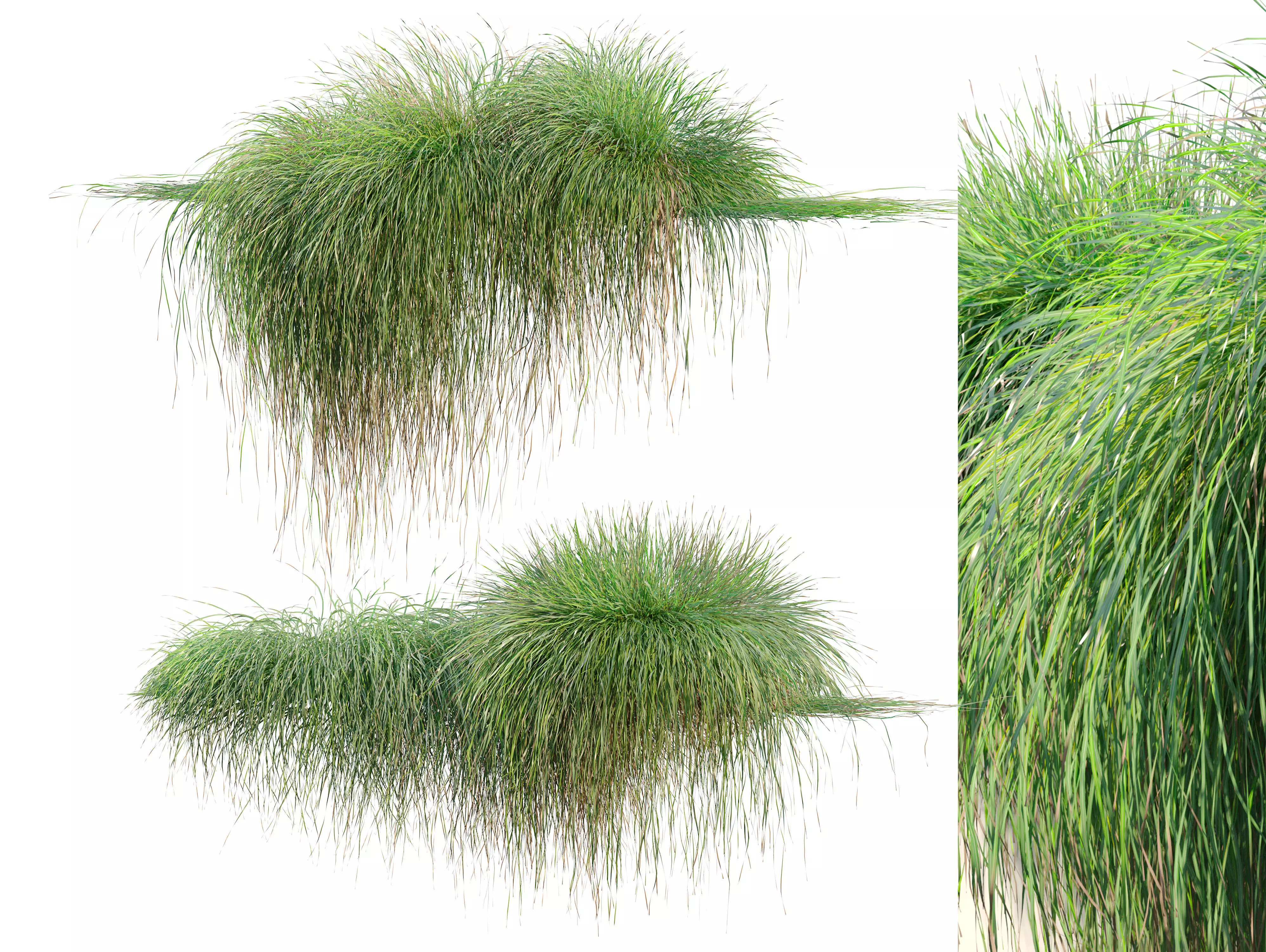 Carex paniculate 3D model_0