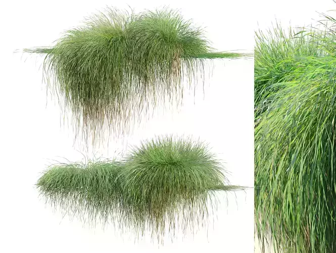 Carex paniculate