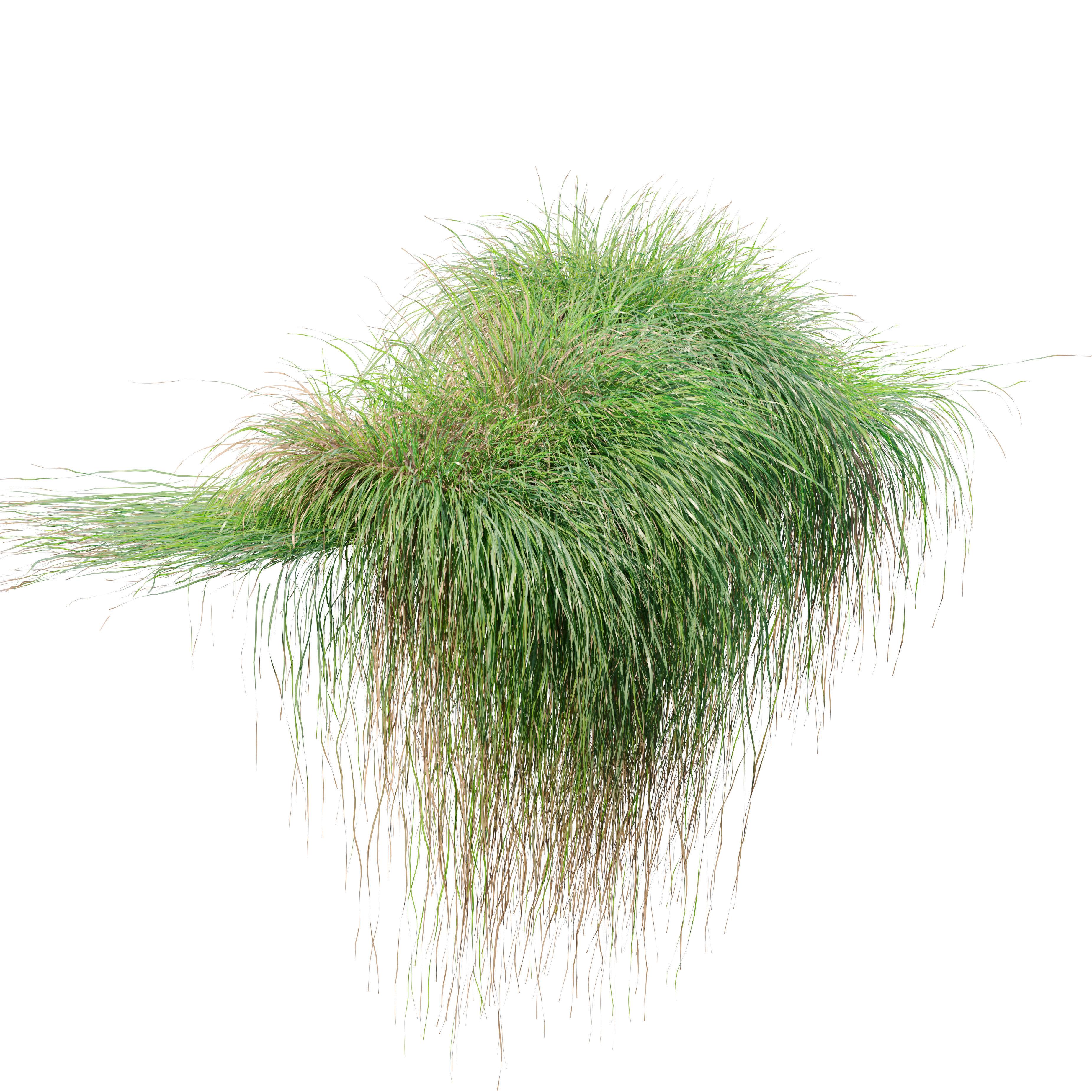 Carex paniculate 3D model_1