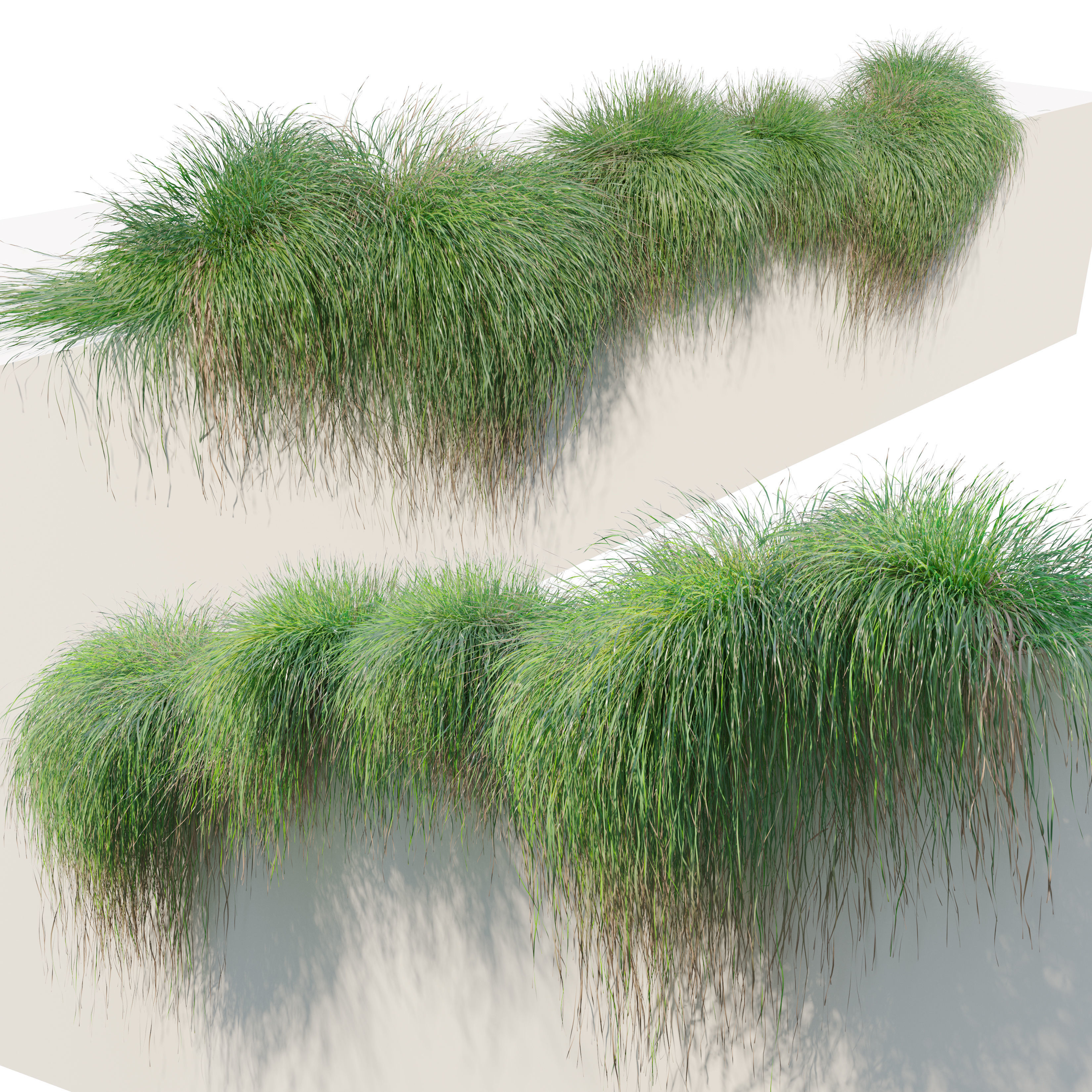 Carex paniculate 3D model_2