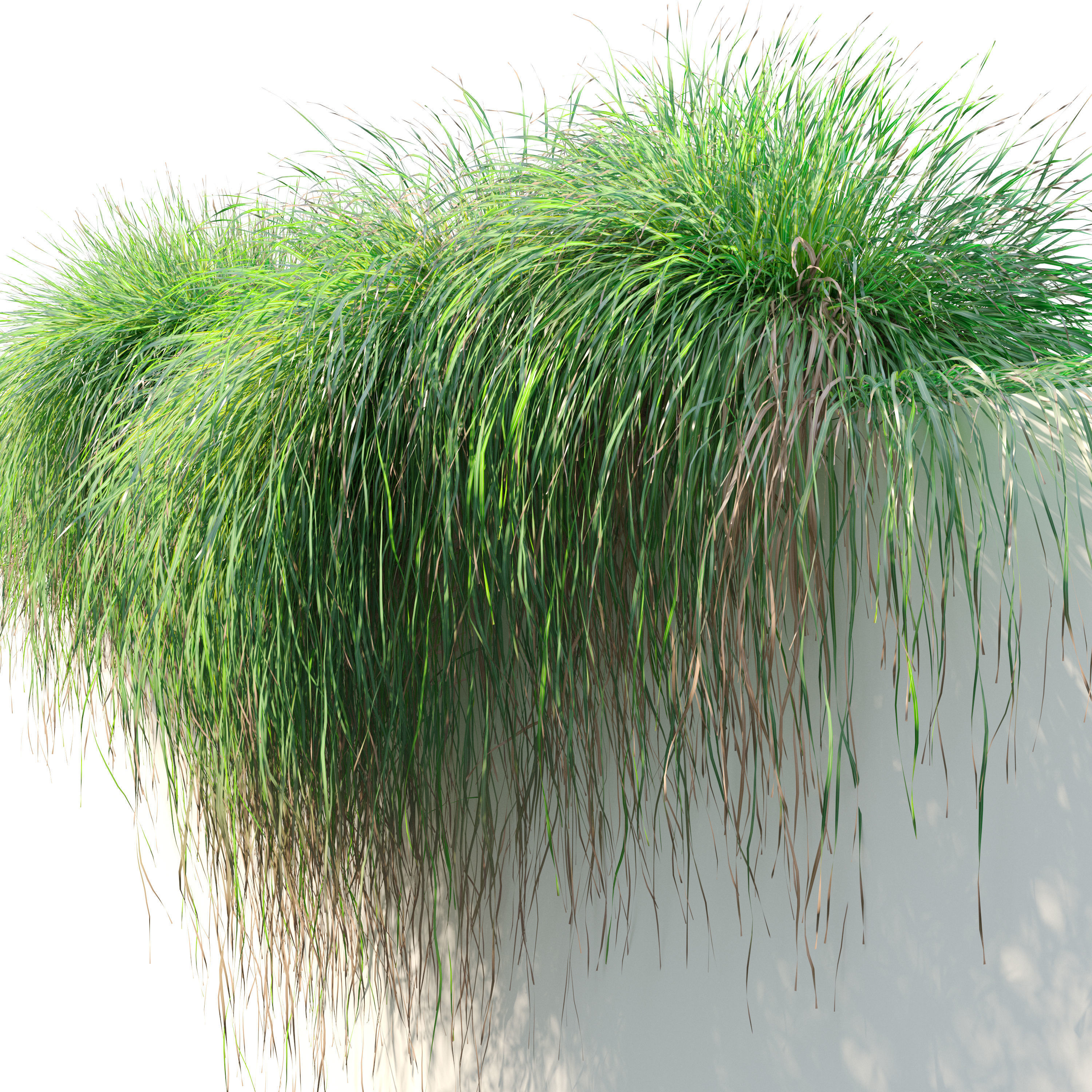 Carex paniculate 3D model_3