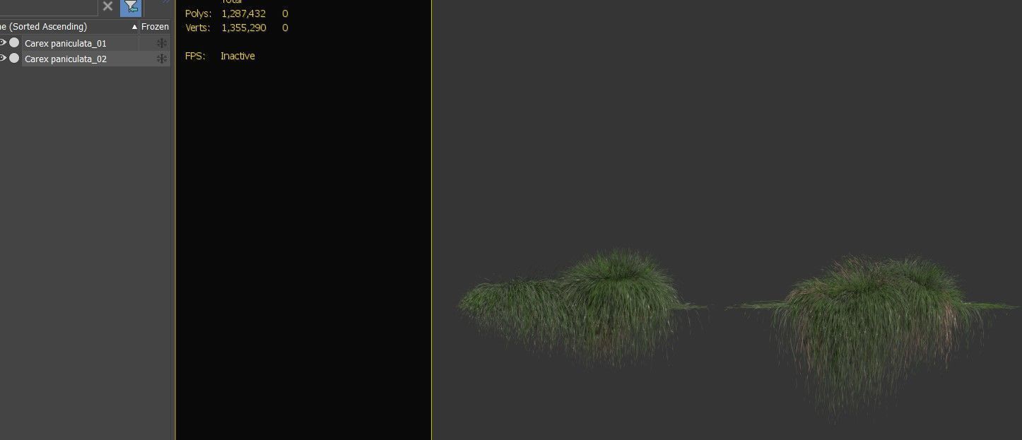 Carex paniculate 3D model_5