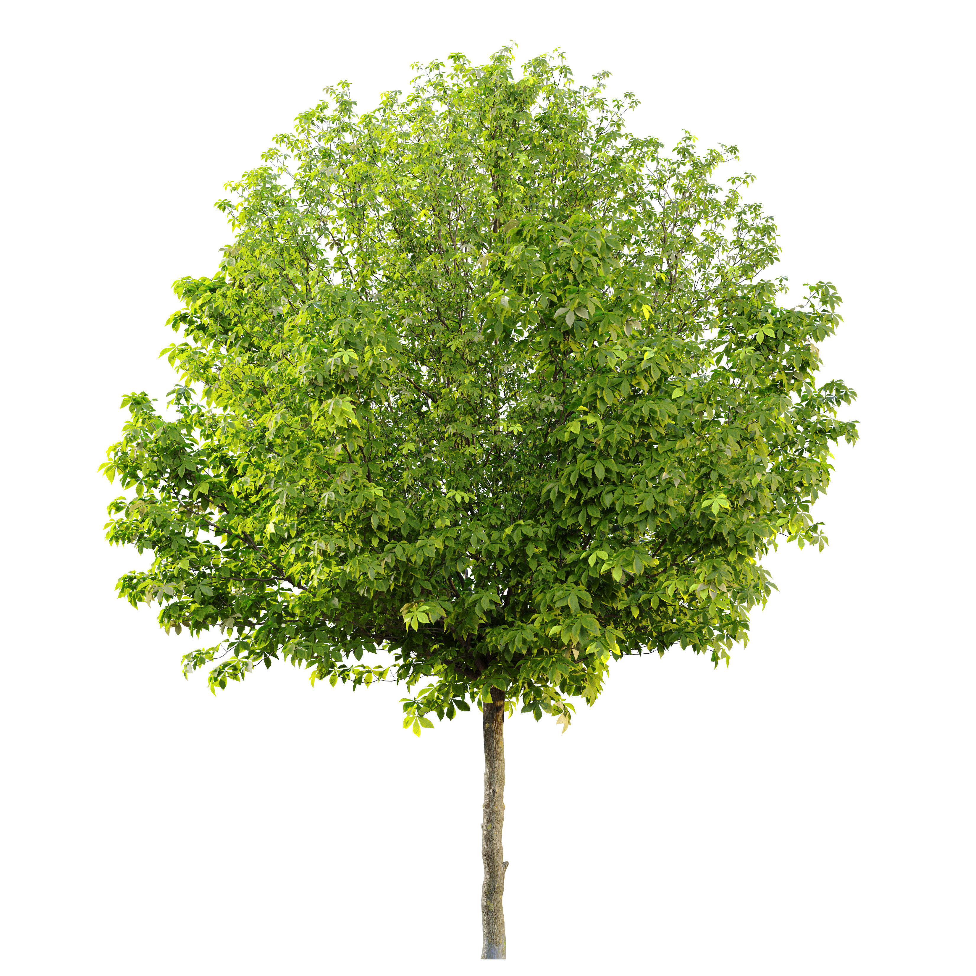 Horse chestnut 03 3D model_1