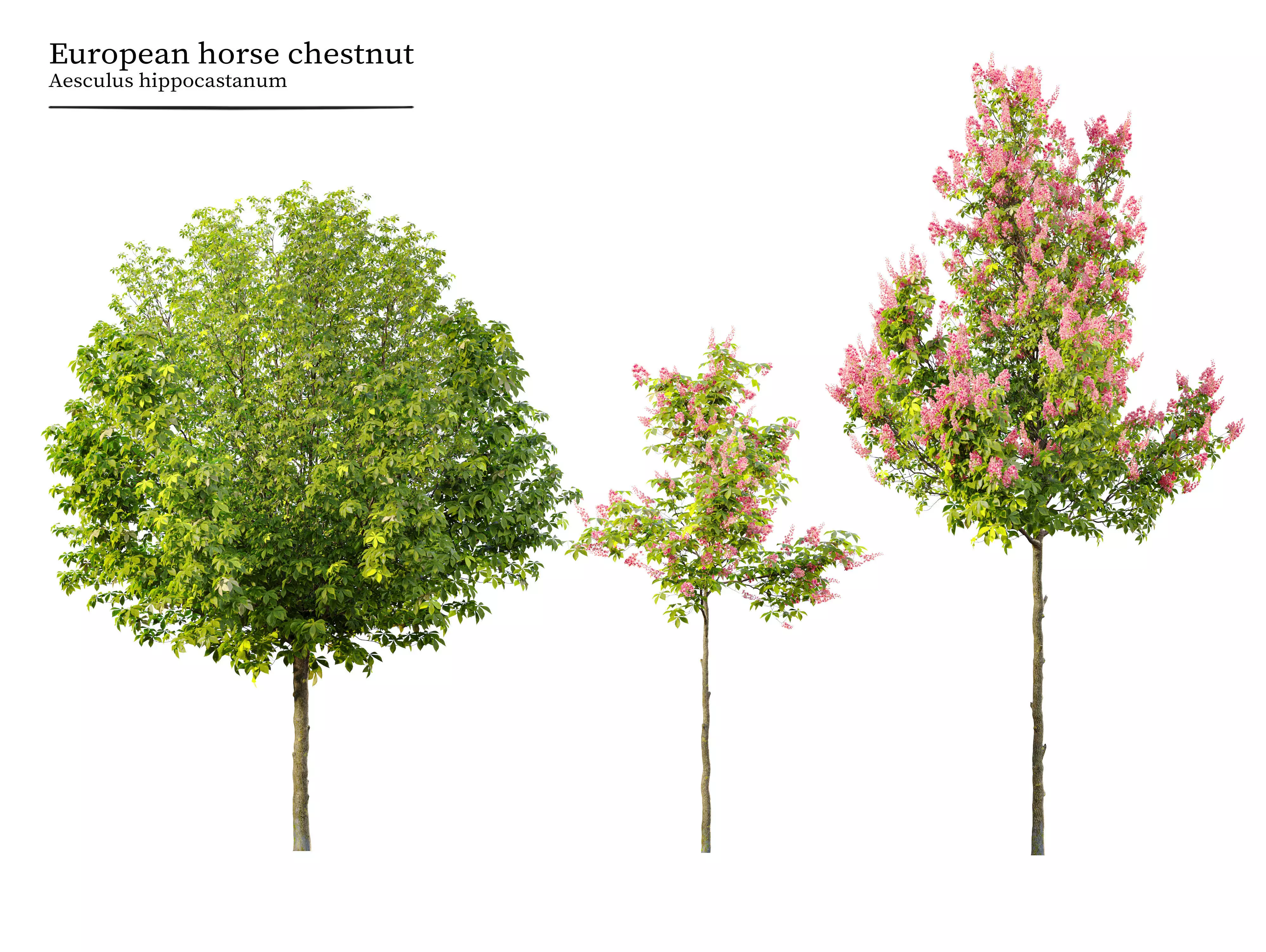 Horse chestnut 03 3D model_0