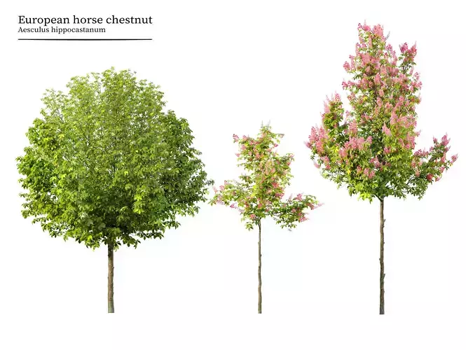 Horse chestnut 03 3D model