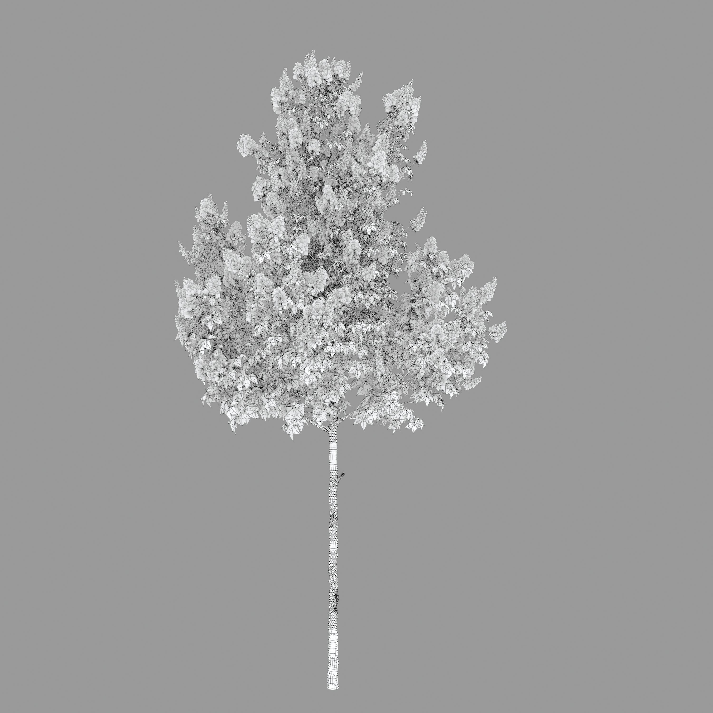 Horse chestnut 03 3D model_4