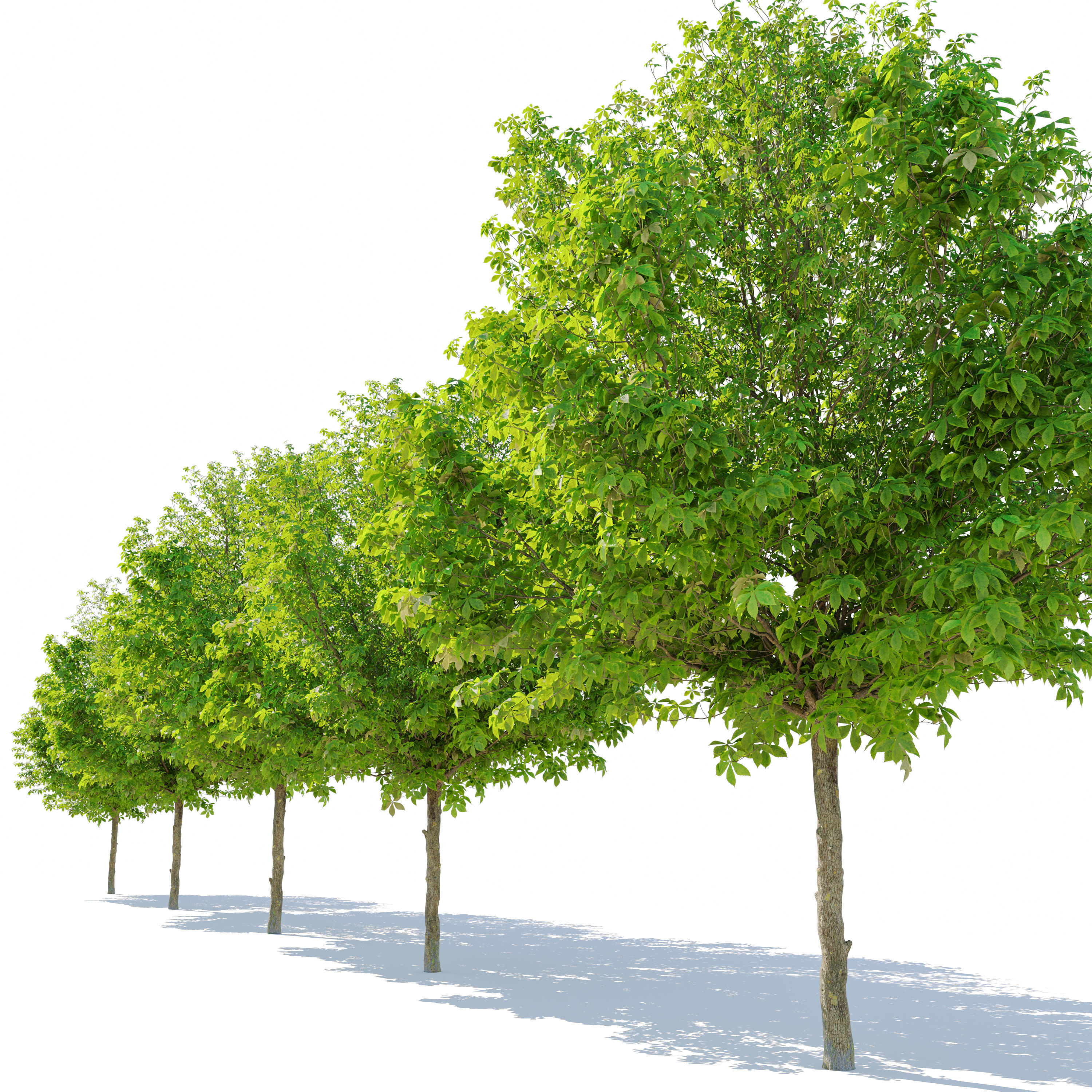 Horse chestnut 03 3D model_3