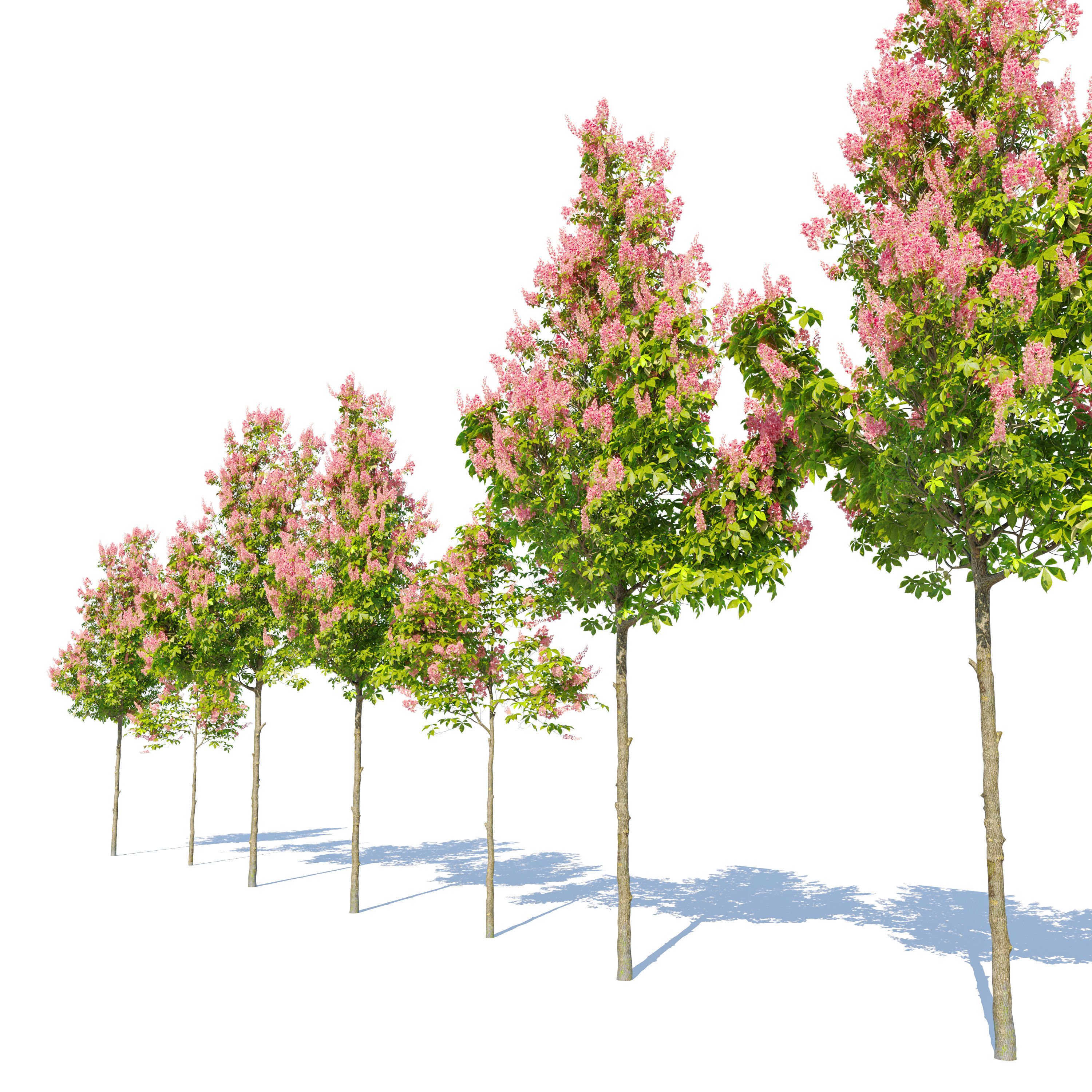 Horse chestnut 03 3D model_2