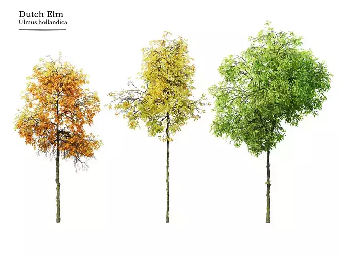 Young Dutch Elm 3D model
