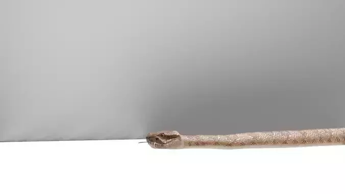 Realistic 3D Snake Model Textured Rigged