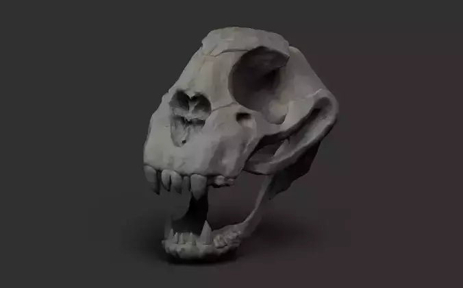 Cheetah Skull