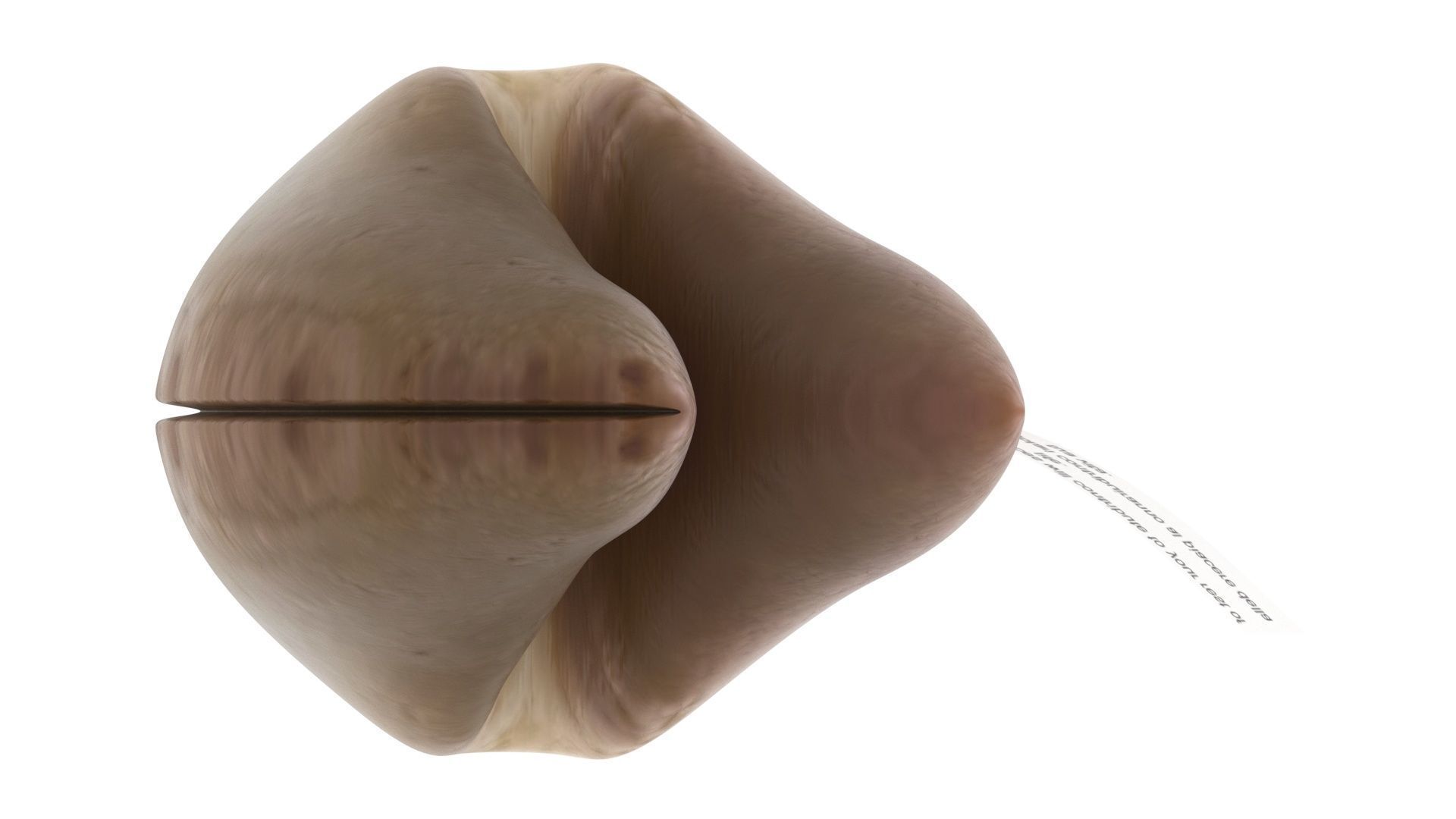 Fortune Cookie 3D model_17