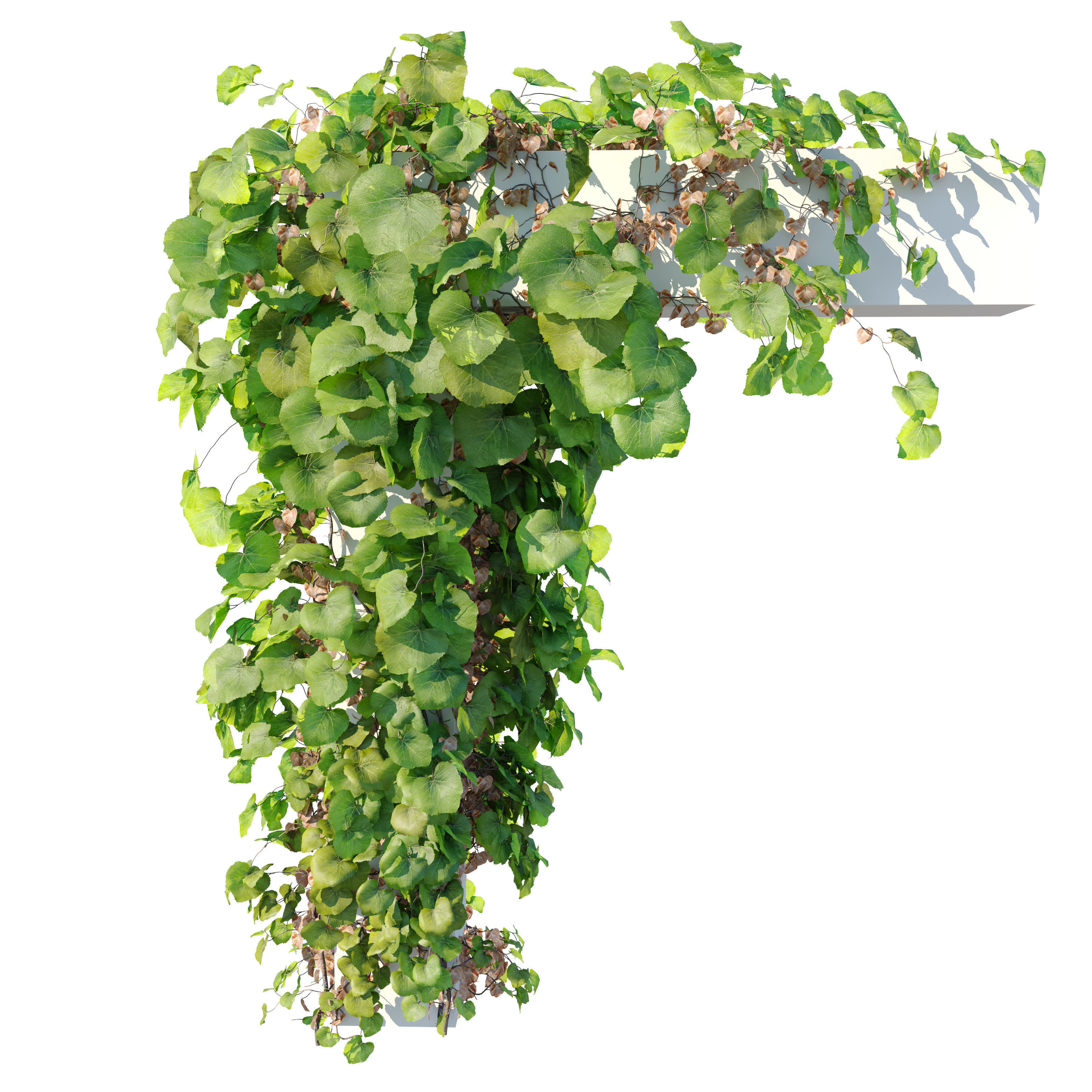 Crimson glory vine 3D model_1