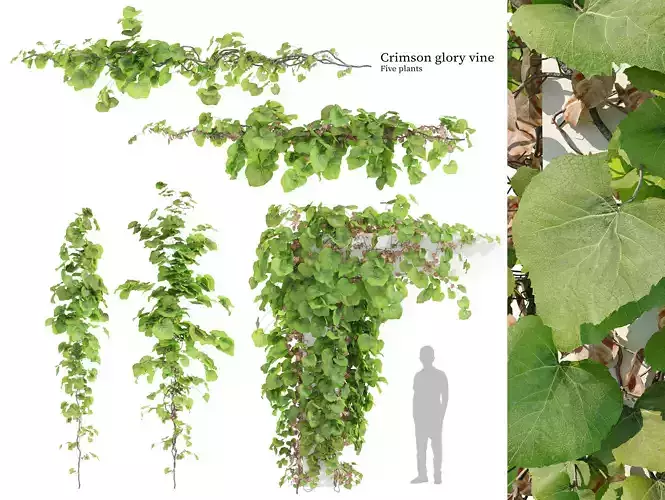 Crimson glory vine 3D model