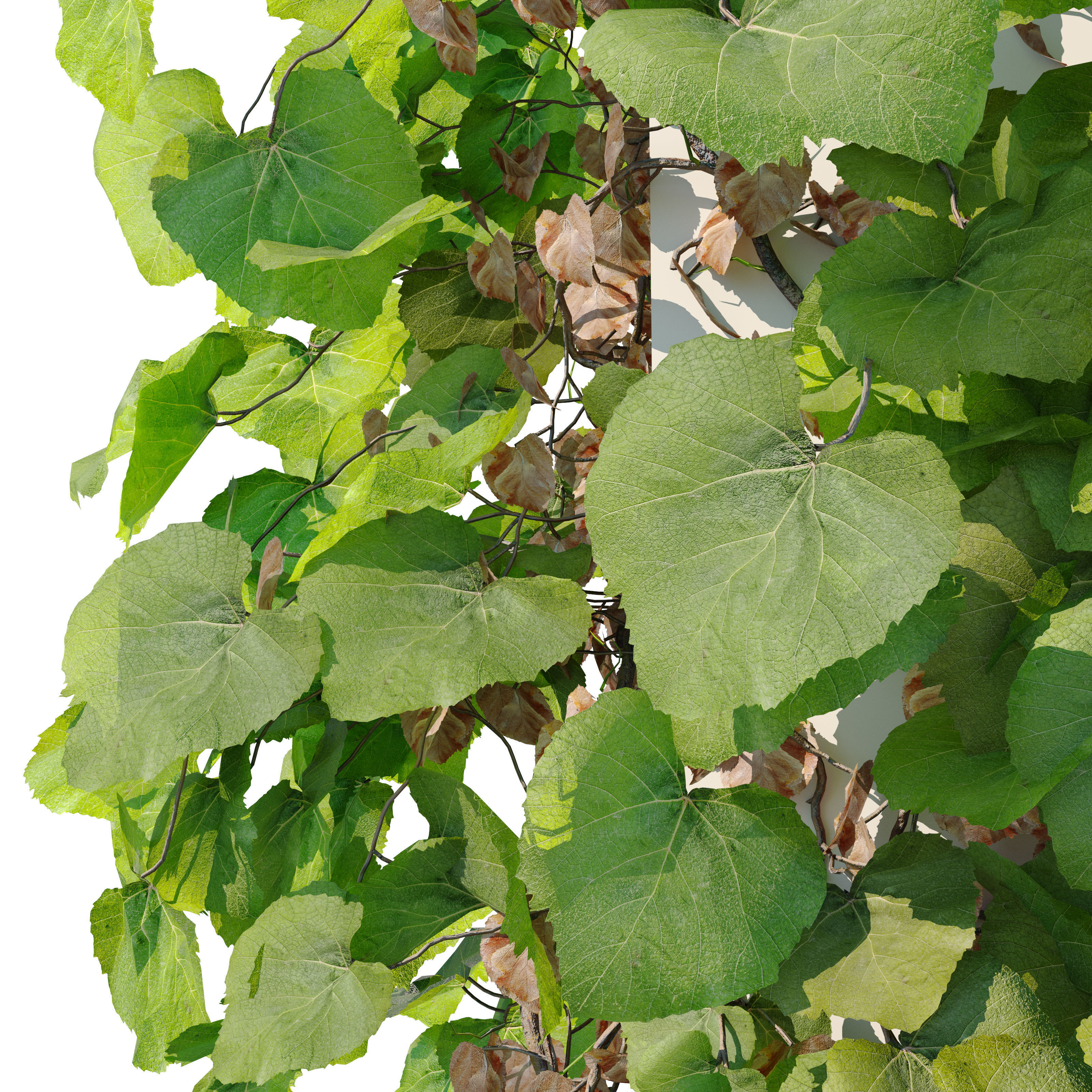 Crimson glory vine 3D model_2