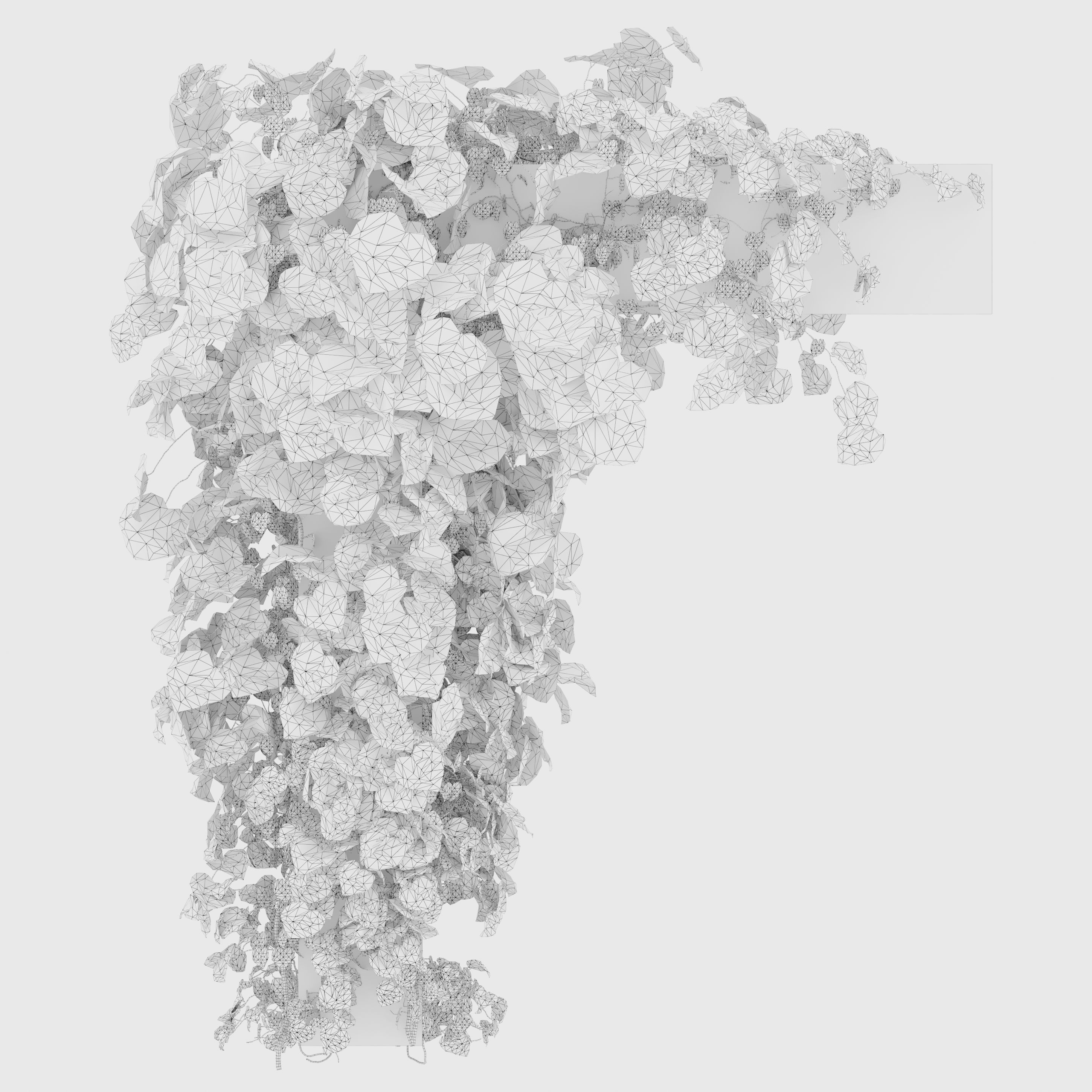 Crimson glory vine 3D model_4