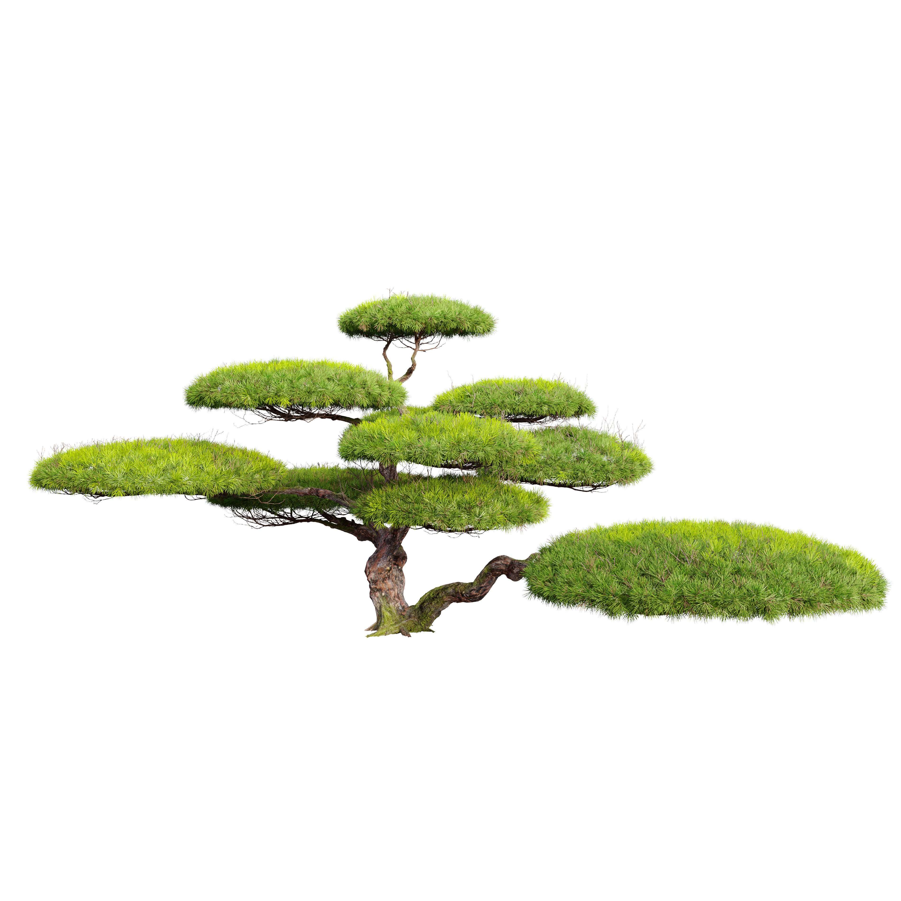 White Pine Penjing 3D model_1