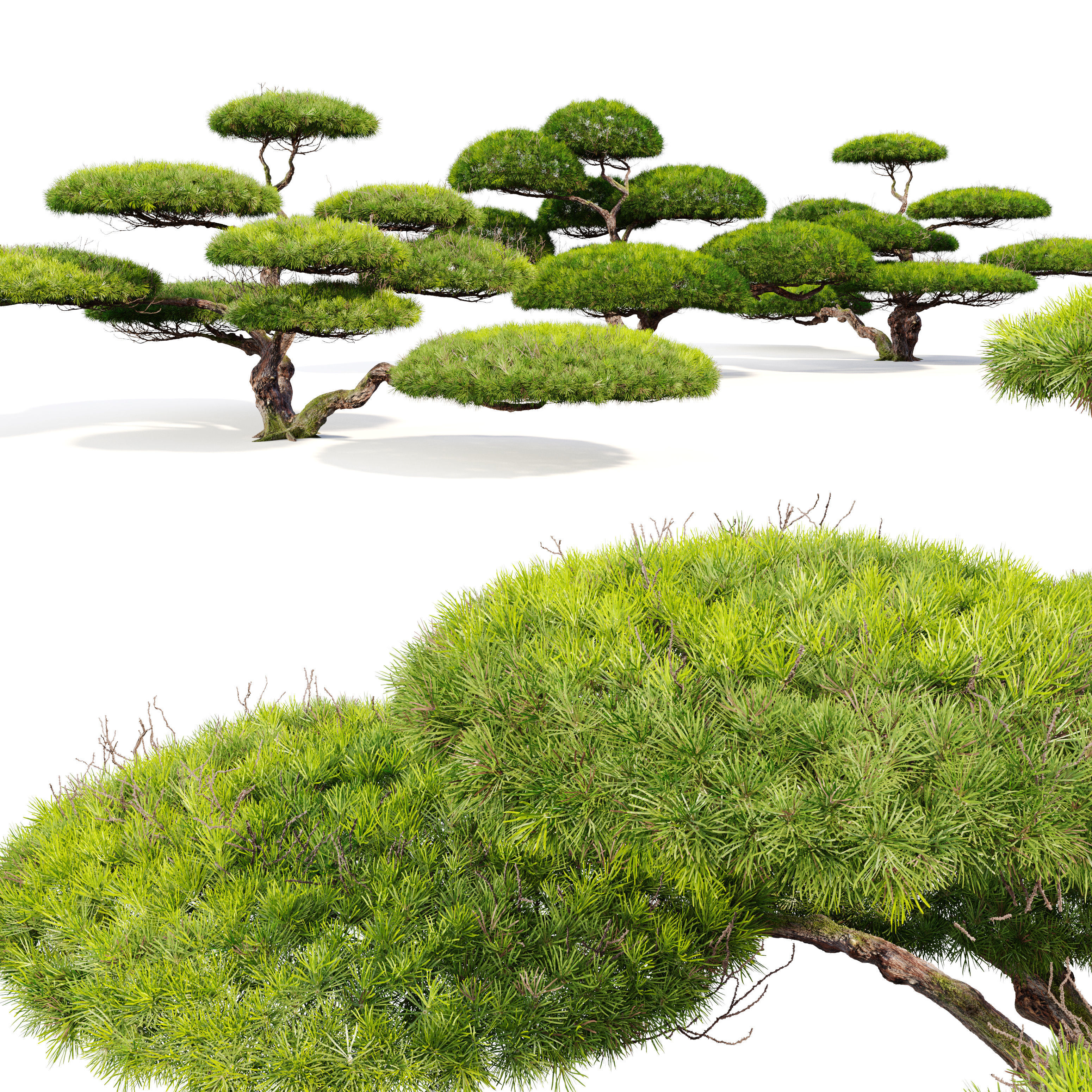 White Pine Penjing 3D model_2