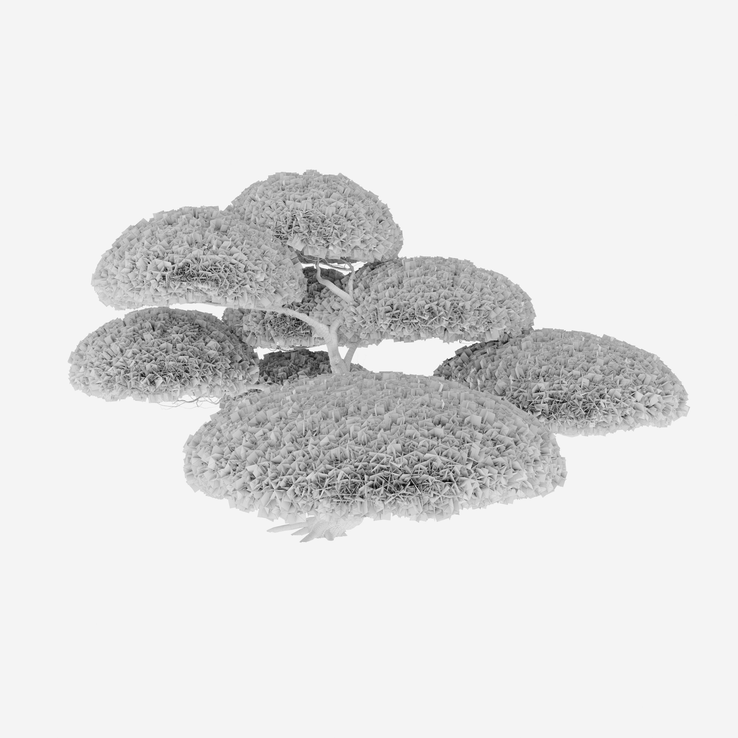 White Pine Penjing 3D model_3