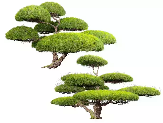 White Pine Penjing
