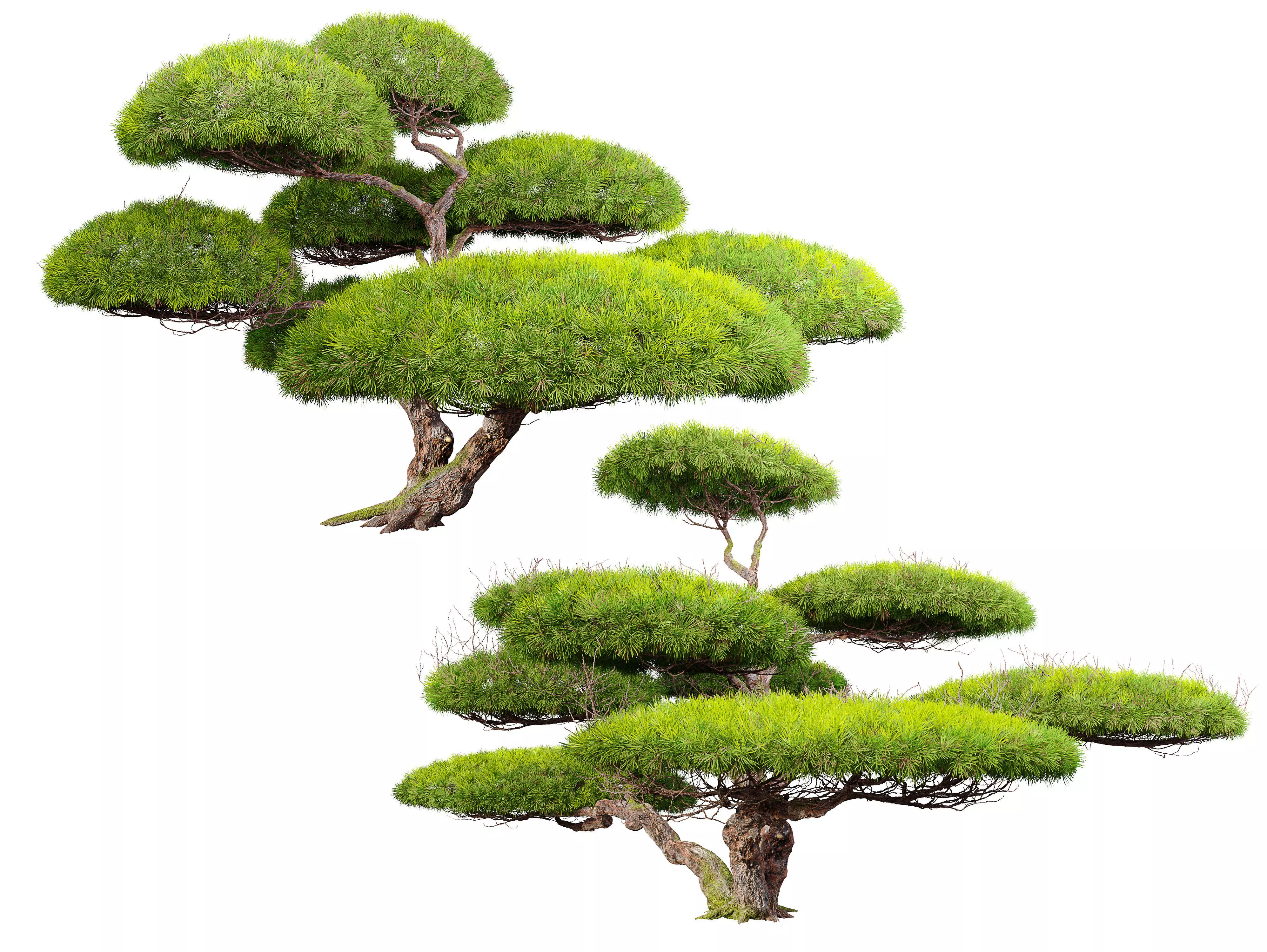 White Pine Penjing 3D model_0