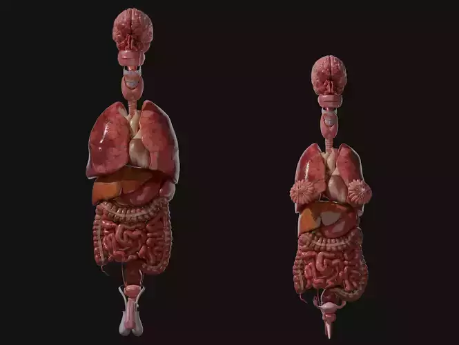 Anatomical Reference - Male and Female Human Organs 3D model