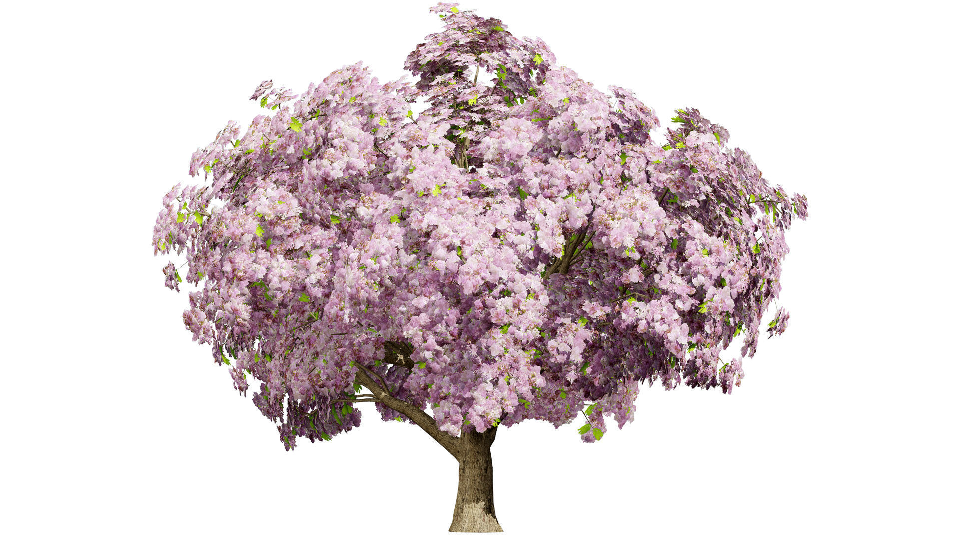 Jacaranda Tree Model Low-poly 3D model_5
