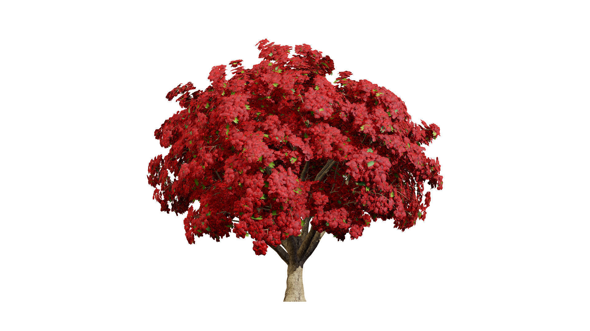 Jacaranda Tree Model Low-poly 3D model_7