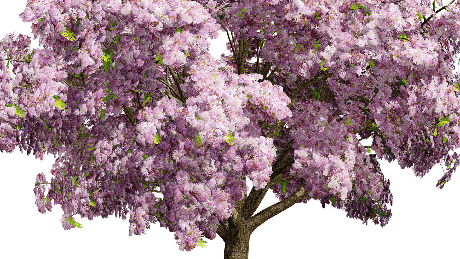 Jacaranda Tree Model Low-poly 3D model_6