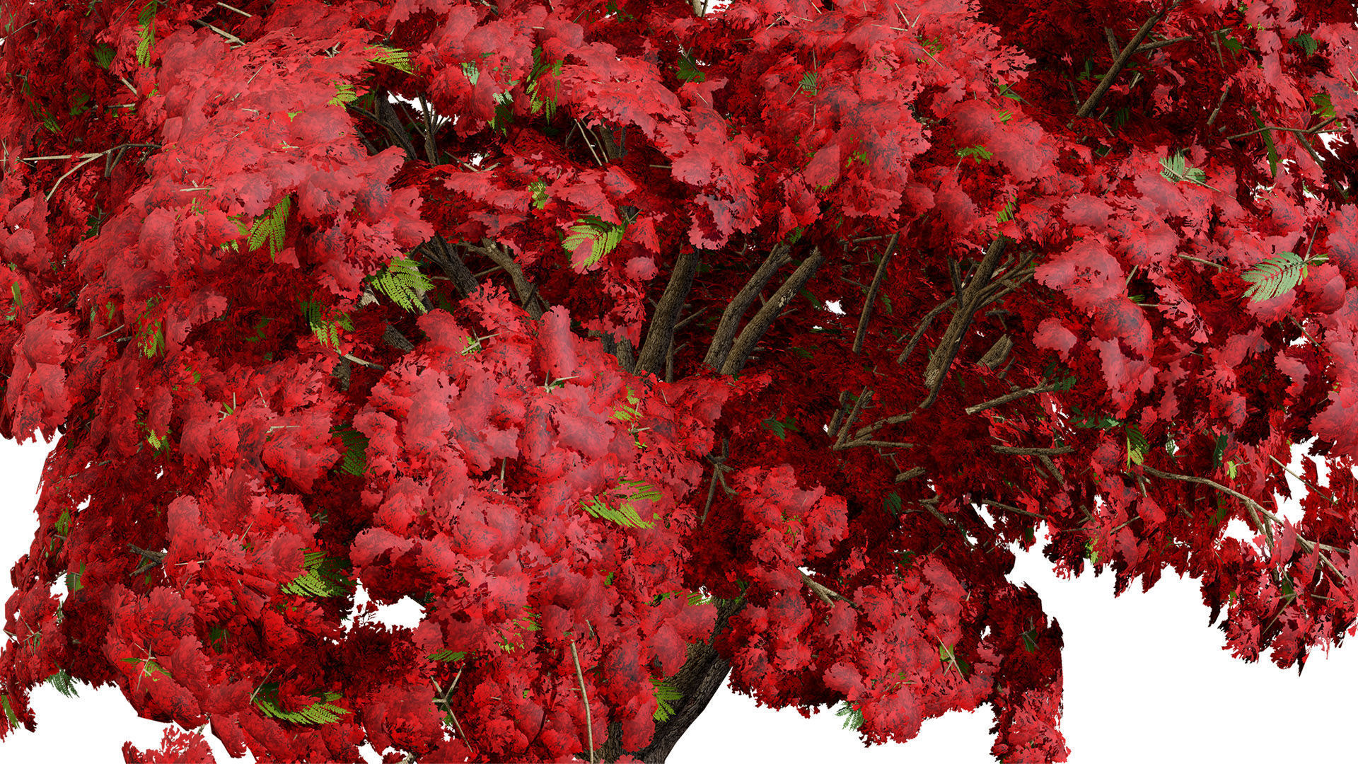 Jacaranda Tree Model Low-poly 3D model_8