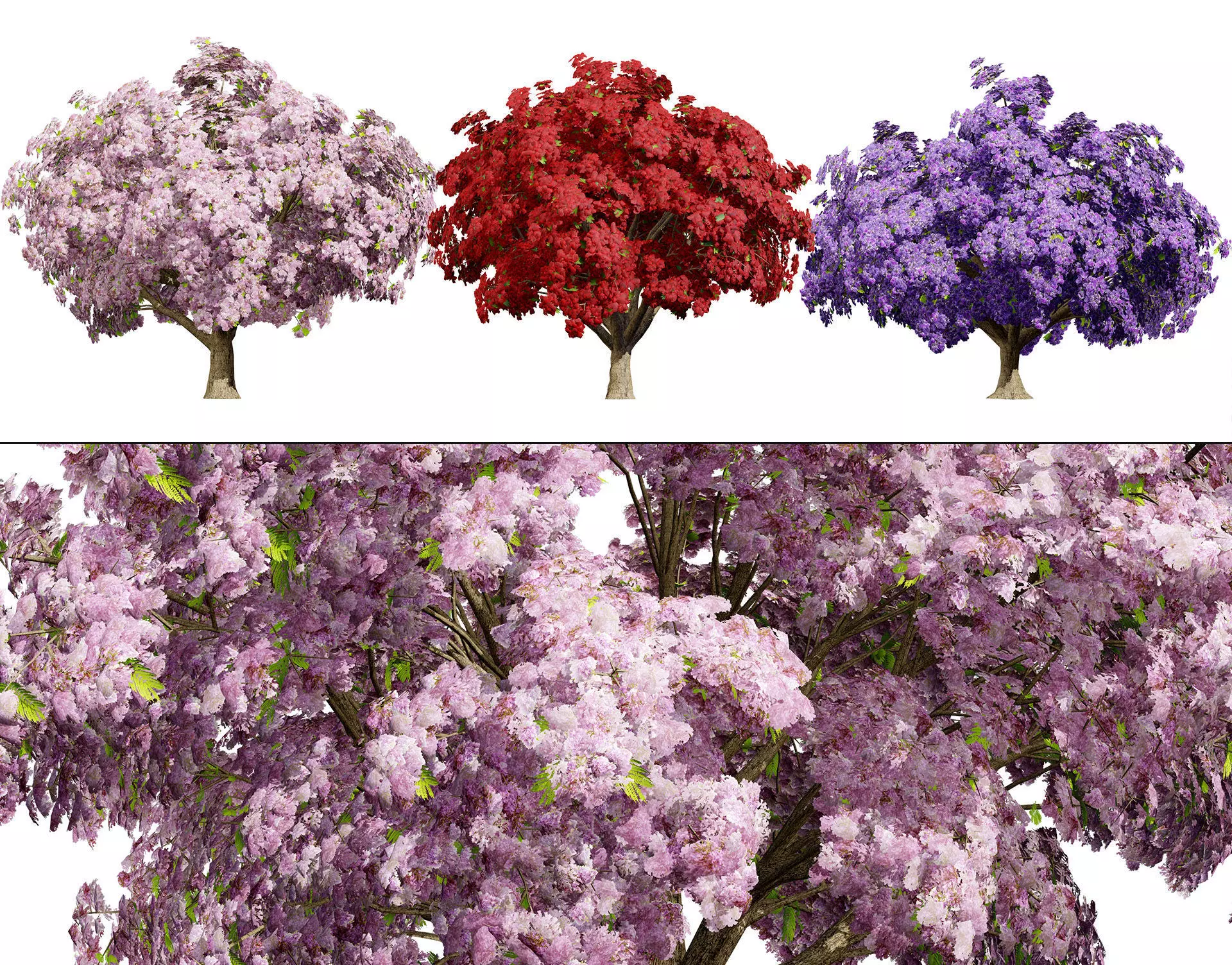Jacaranda Tree Model Low-poly 3D model_0
