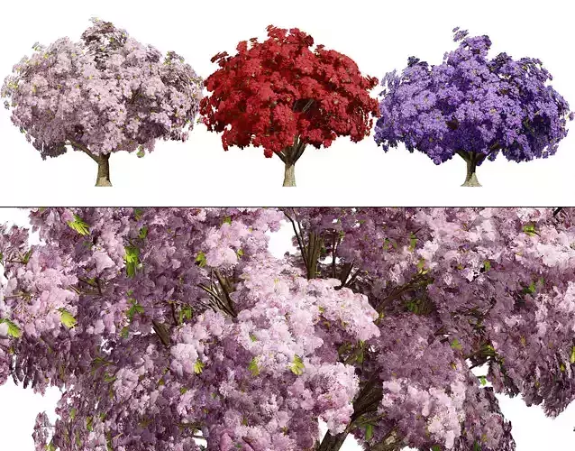 Jacaranda Tree Model Low-poly 3D model