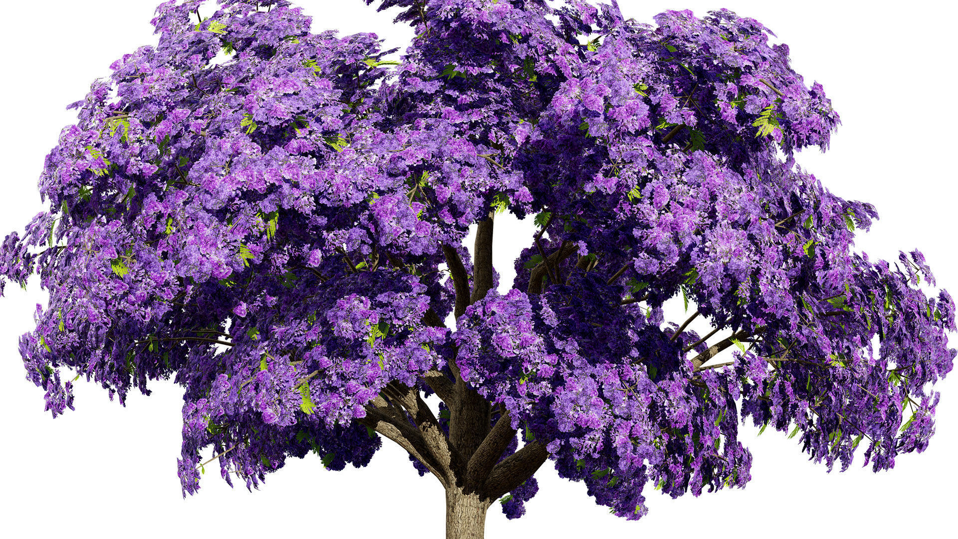 Jacaranda Tree Model Low-poly 3D model_4