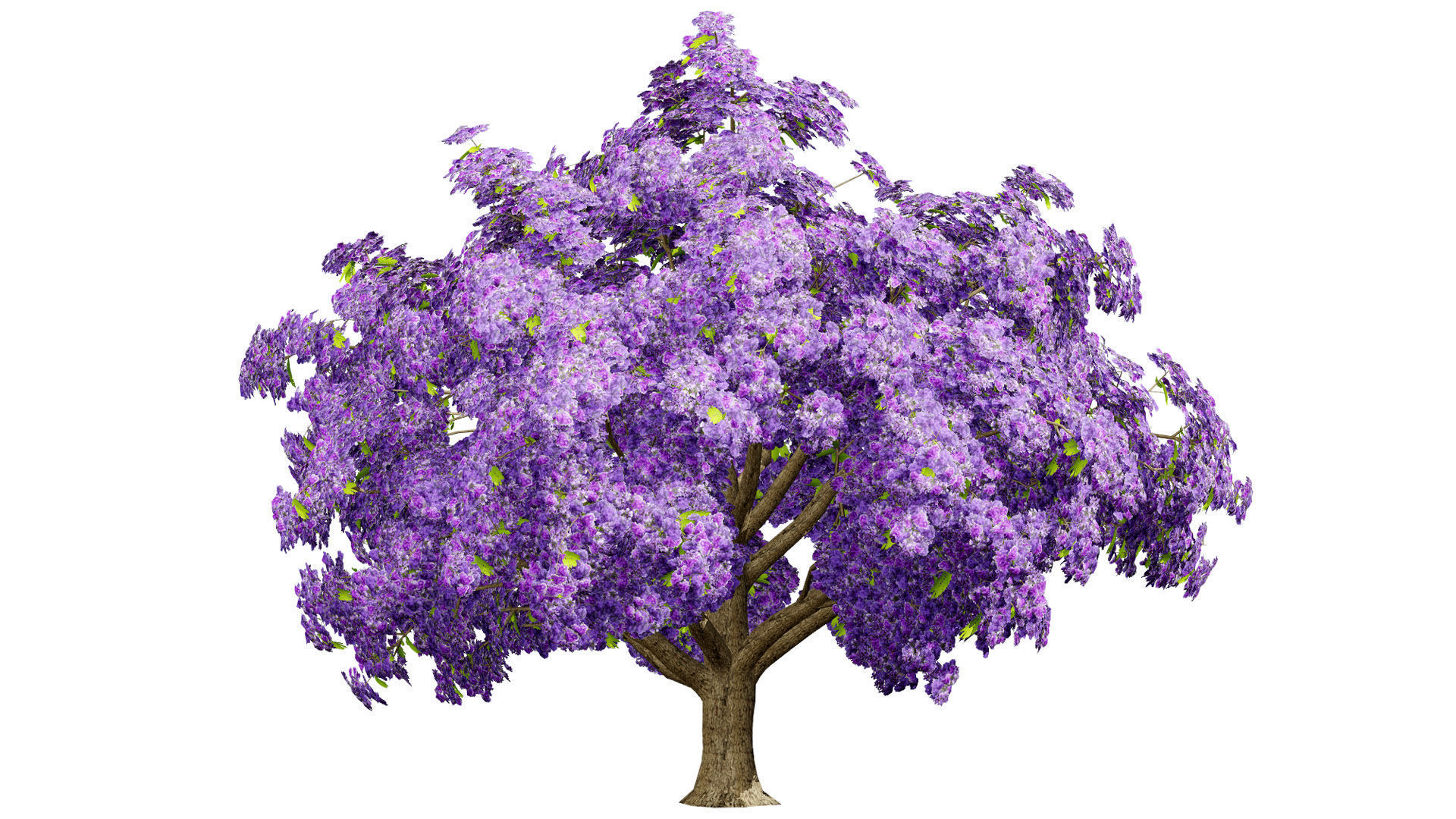 Jacaranda Tree Model Low-poly 3D model_3