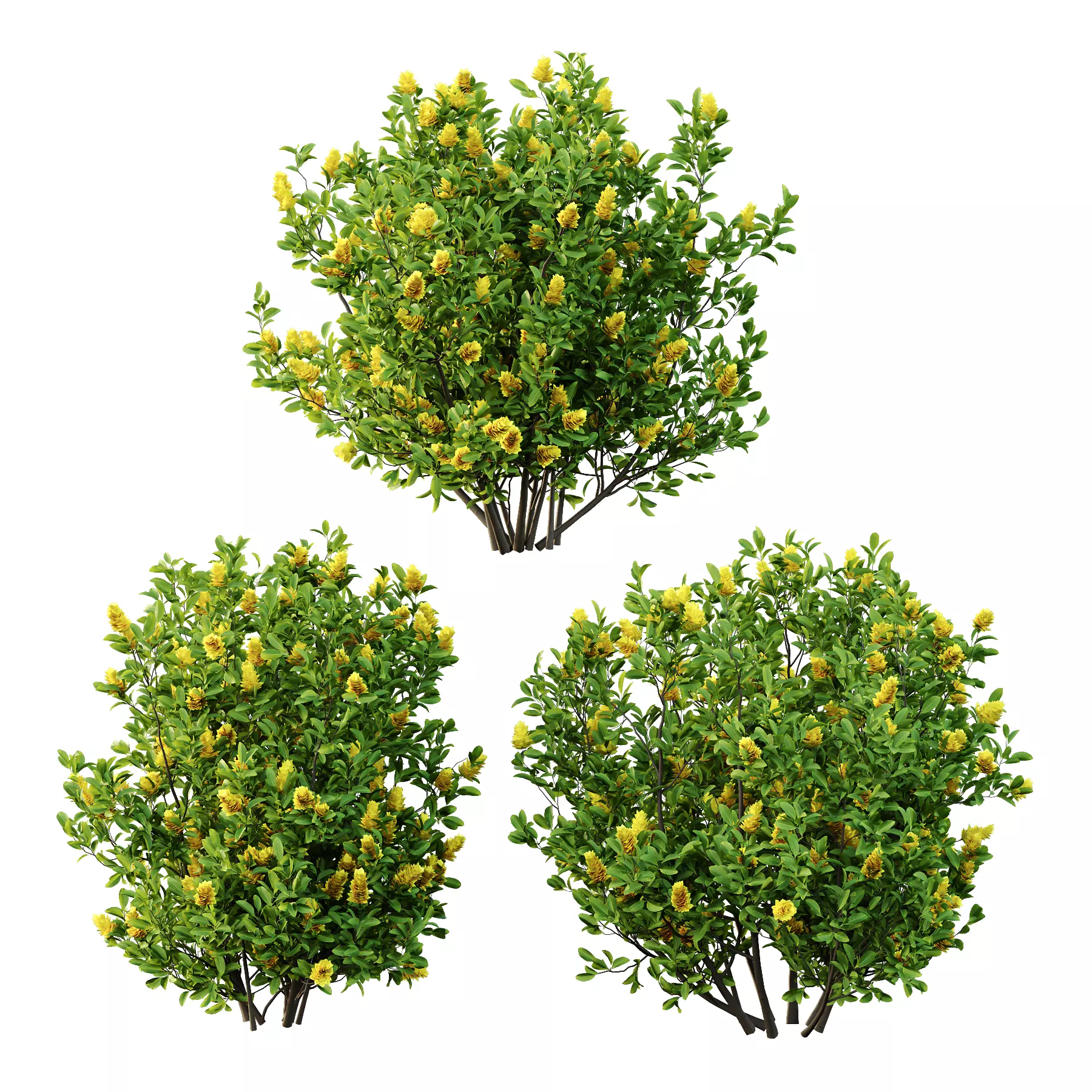 Argyrocytisus battandieri 06  3D model_0