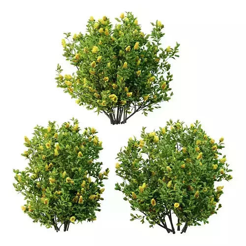 Argyrocytisus battandieri 06  3D model