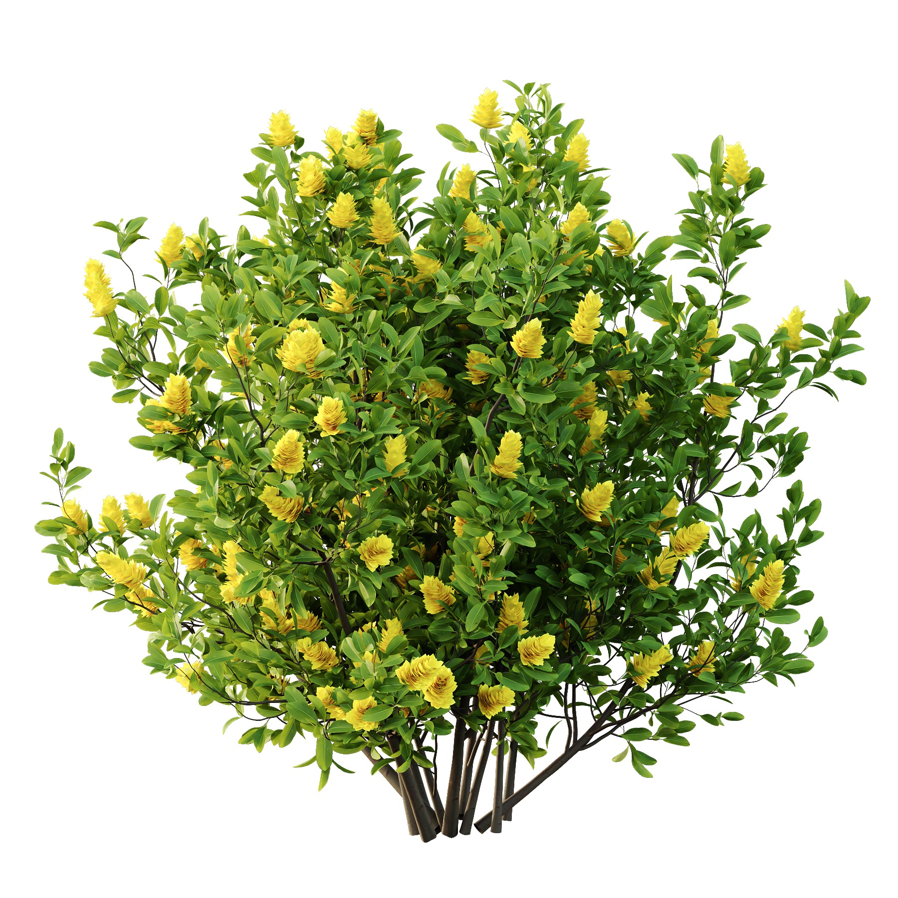 Argyrocytisus battandieri 06  3D model_1