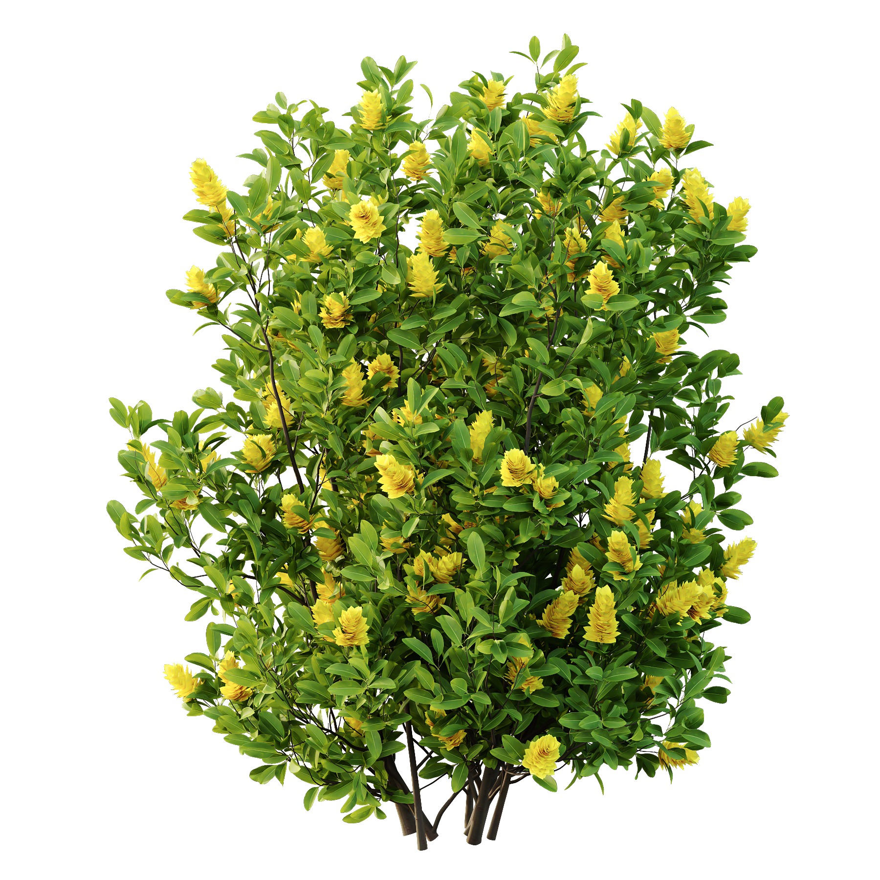 Argyrocytisus battandieri 06  3D model_3