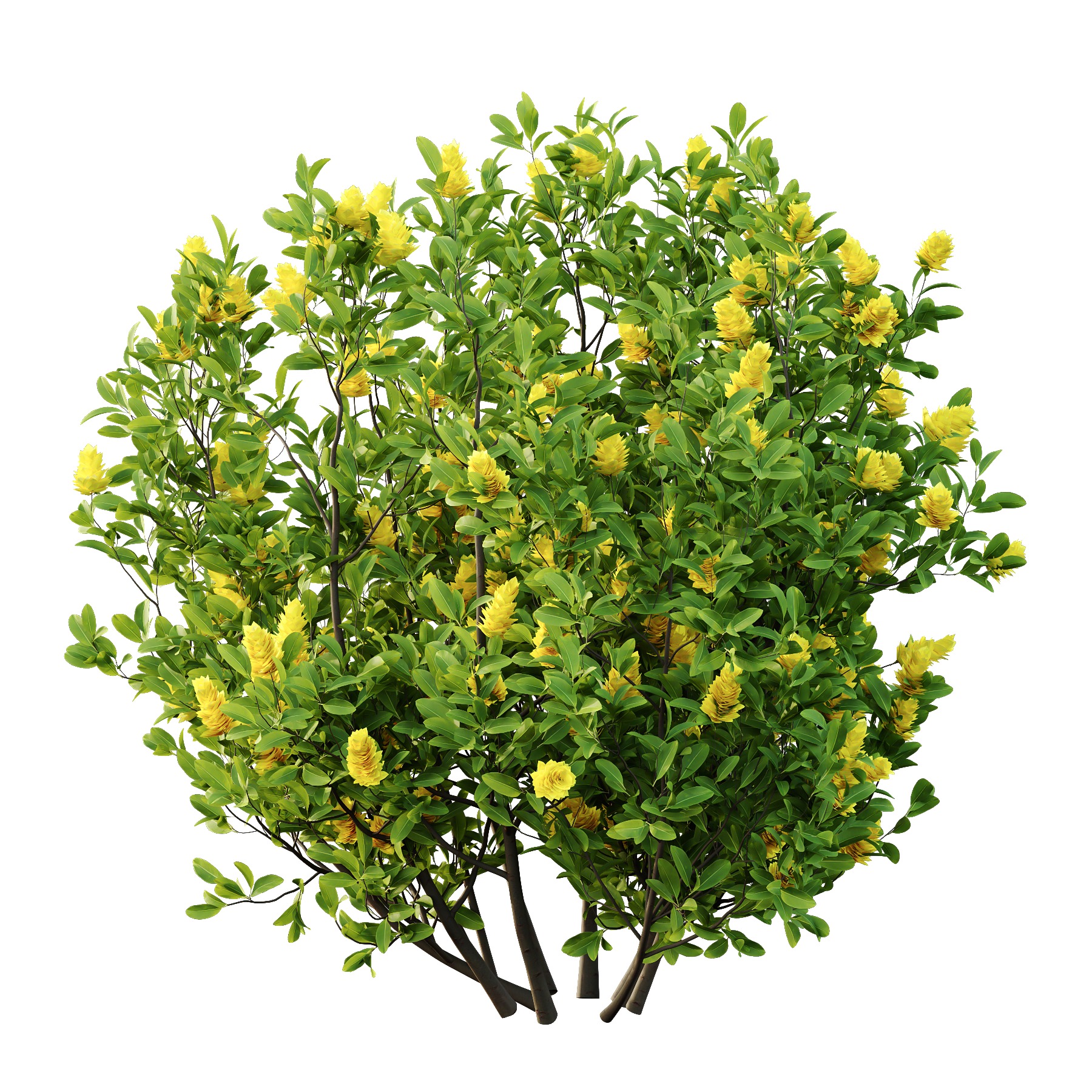 Argyrocytisus battandieri 06  3D model_2