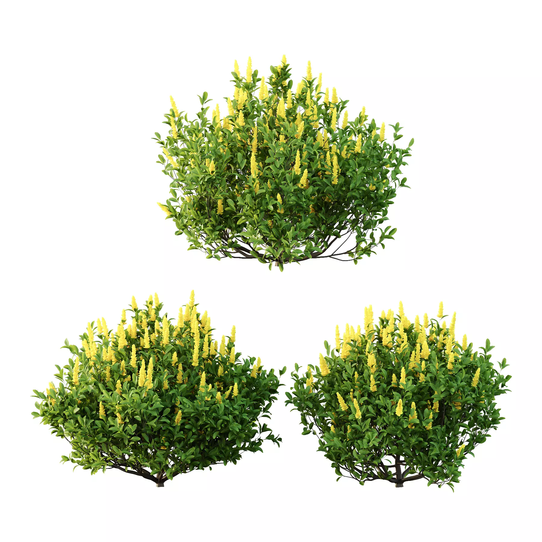 Argyrocytisus battandieri 07 3D model_0