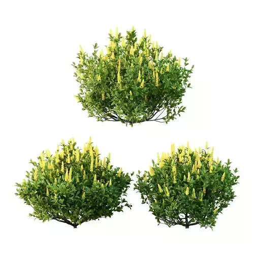 Argyrocytisus battandieri 07 3D model