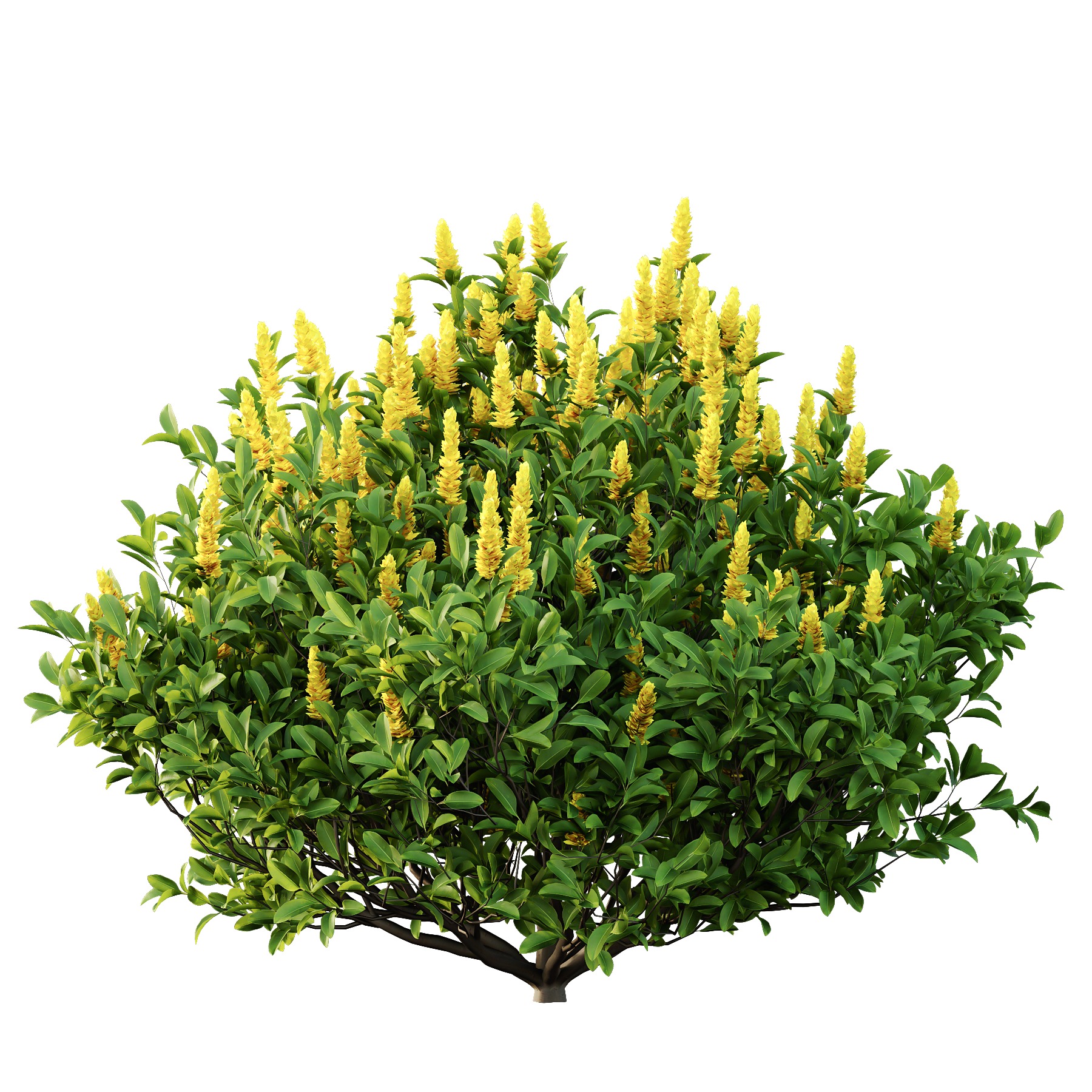 Argyrocytisus battandieri 07 3D model_2