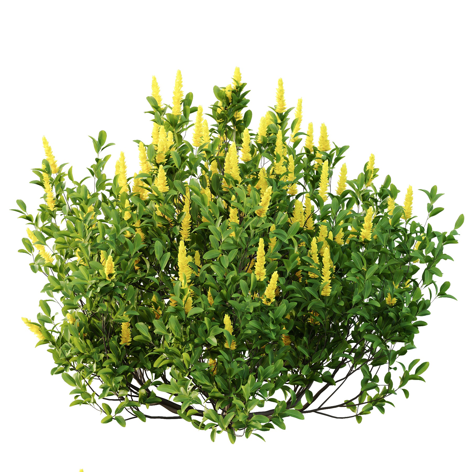 Argyrocytisus battandieri 07 3D model_3