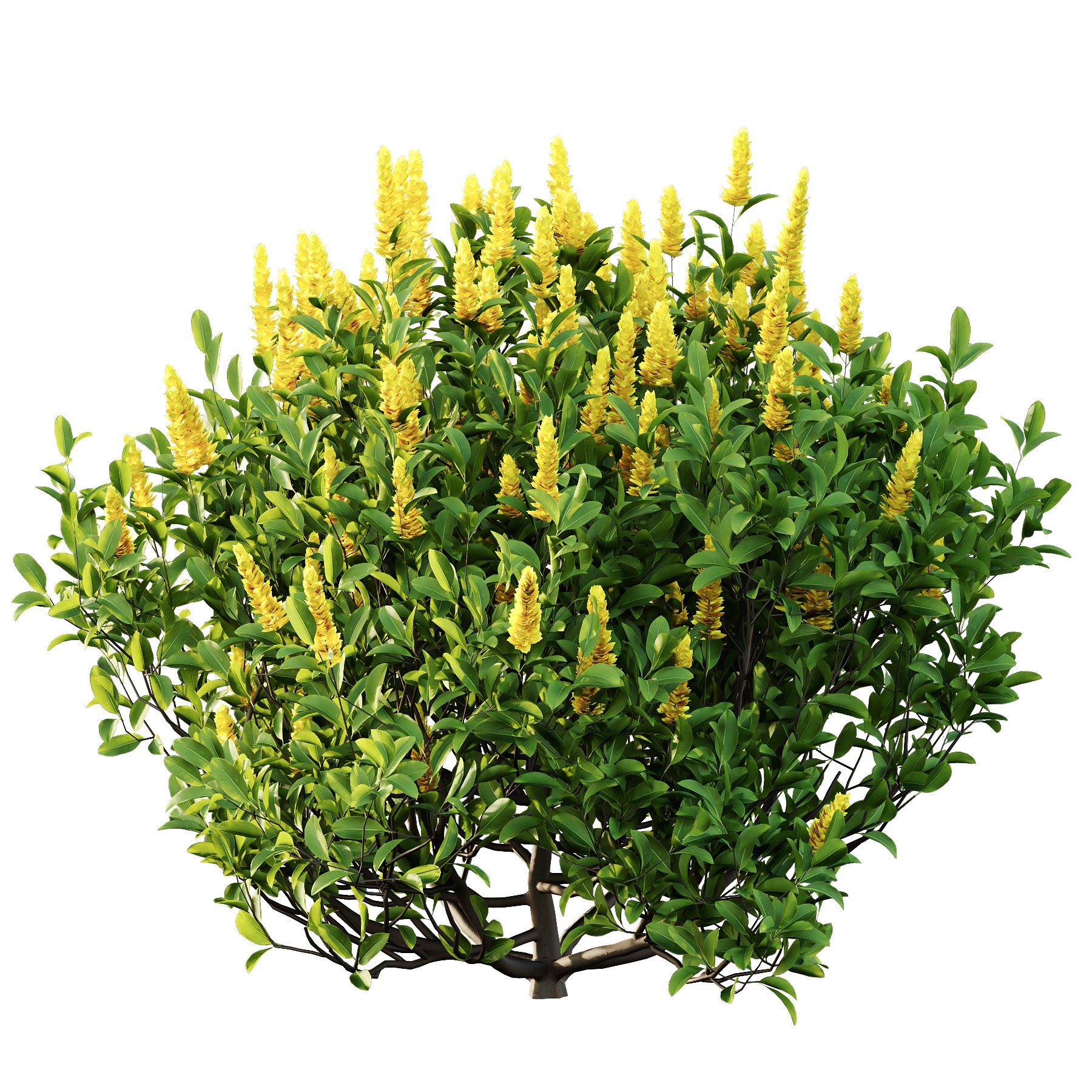 Argyrocytisus battandieri 07 3D model_1