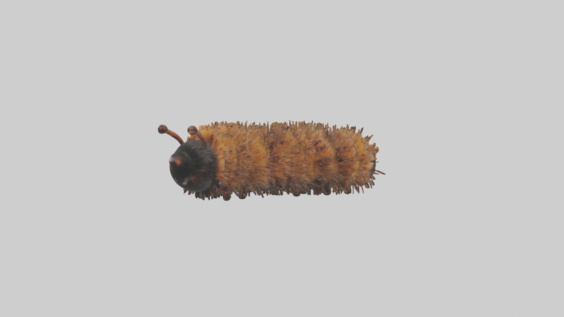 Woolly Bear Caterpillar Low-poly 3D model_4