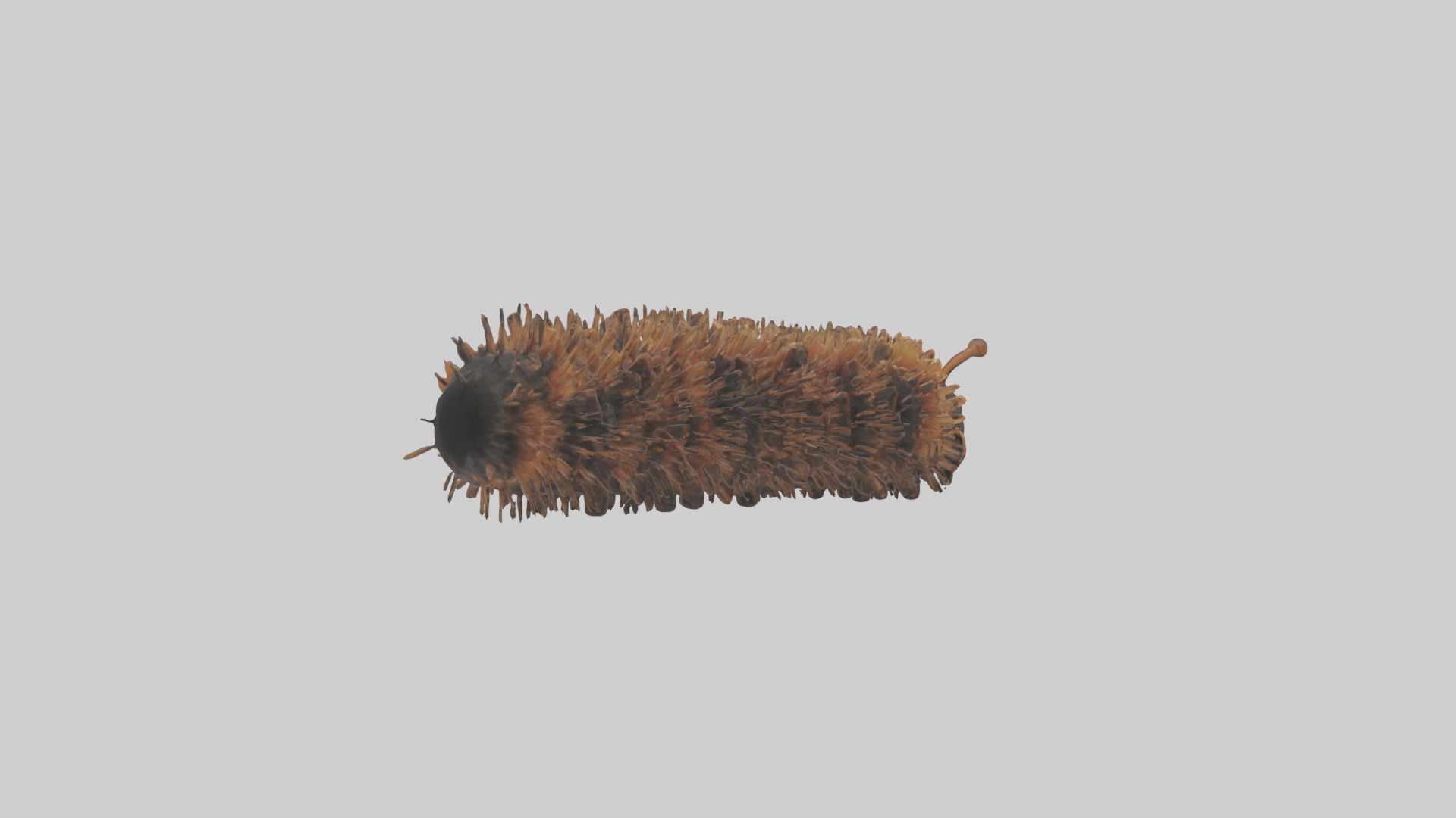Woolly Bear Caterpillar Low-poly 3D model_2