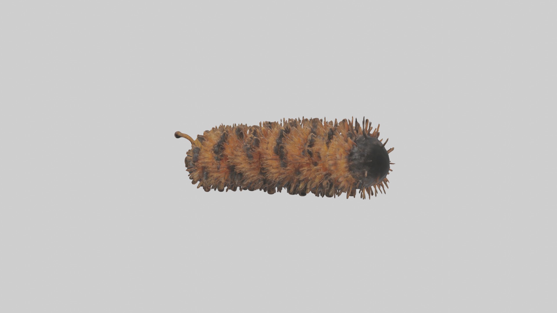 Woolly Bear Caterpillar Low-poly 3D model_1